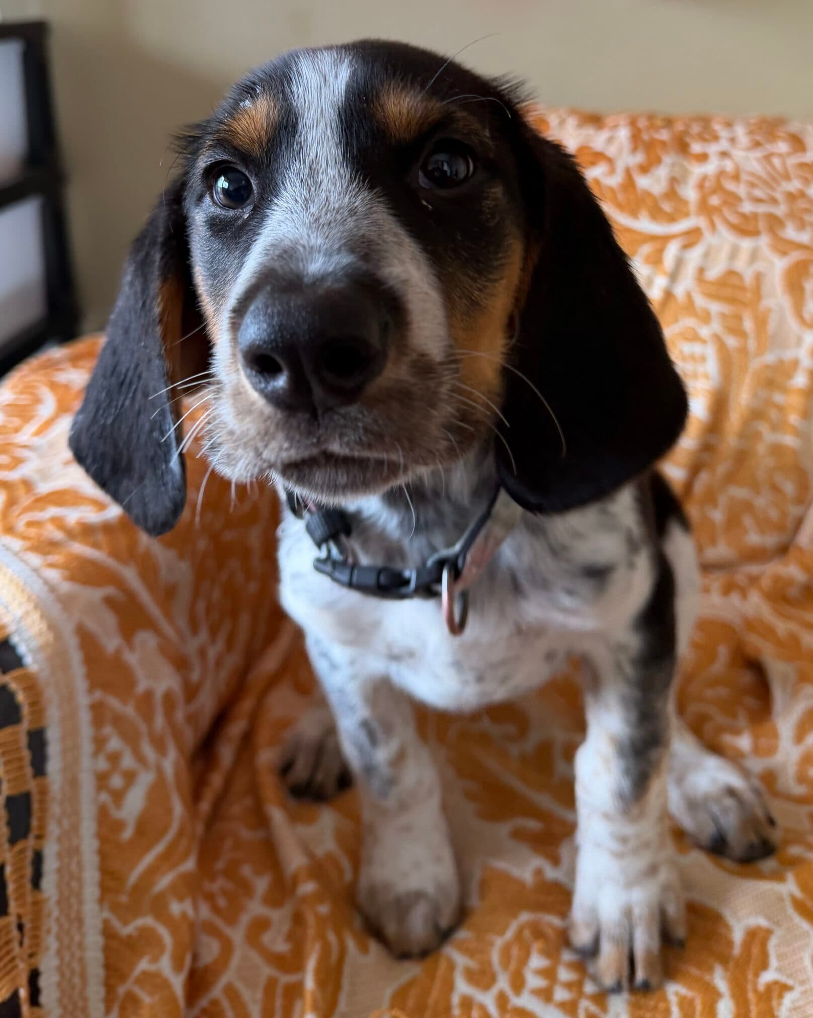 Lizzie - Hound x available for adoption at Dogs' Homes of Tasmania in Devonport