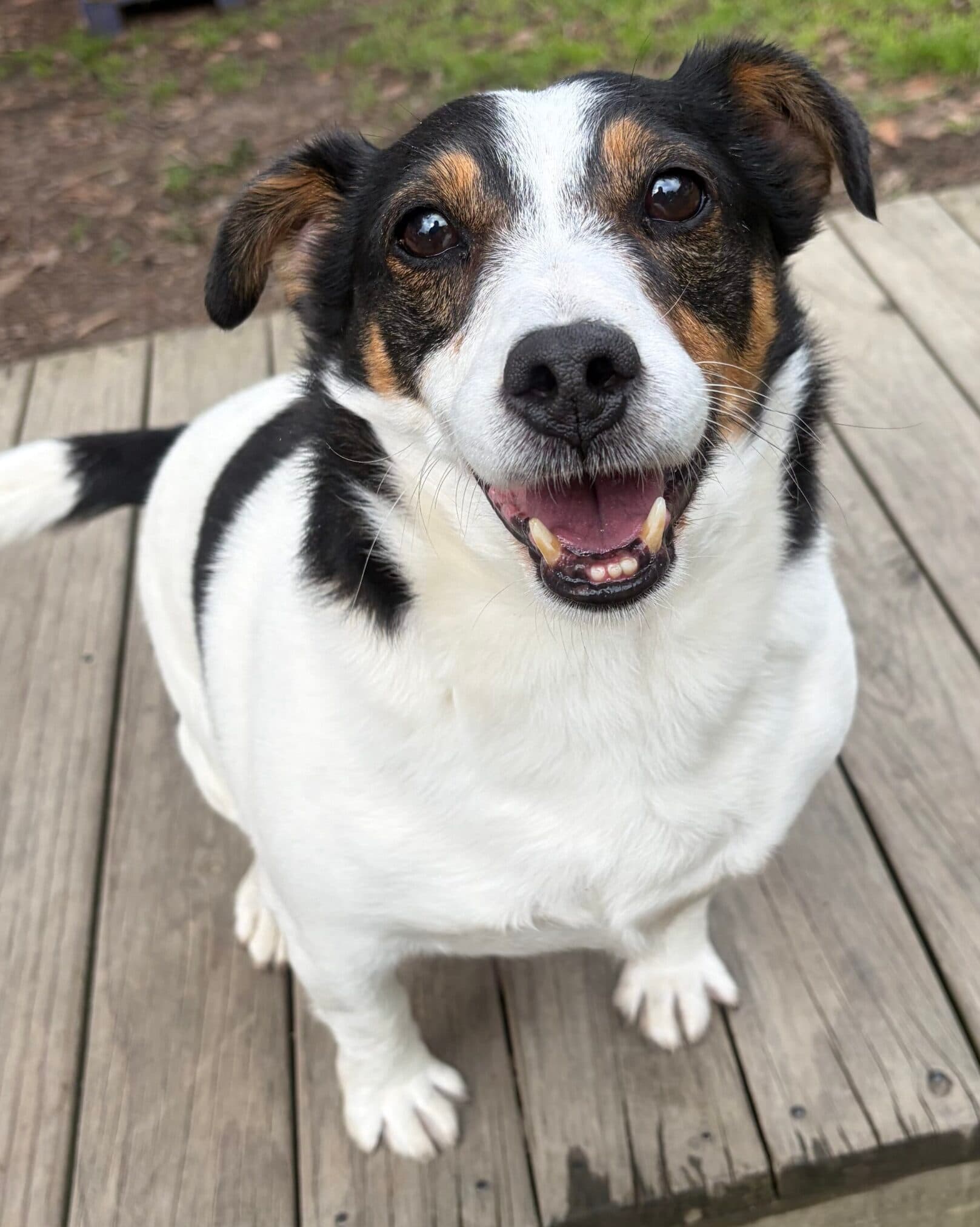 Brandy - Jack Russell Terrier x available for adoption at Dogs' Homes of Tasmania in Devonport