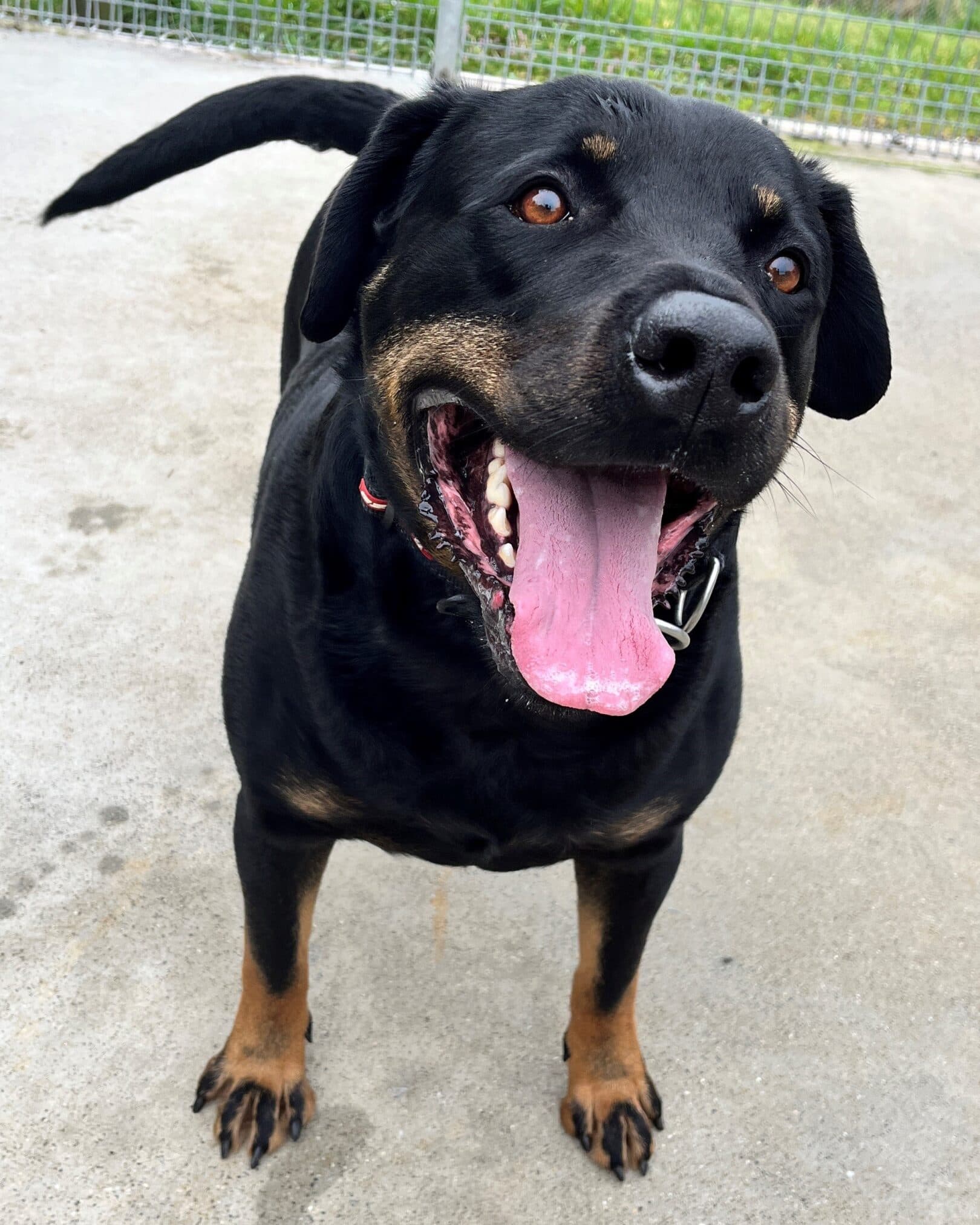 Rex - Rottweiler available for adoption at Dogs' Homes of Tasmania in Burnie