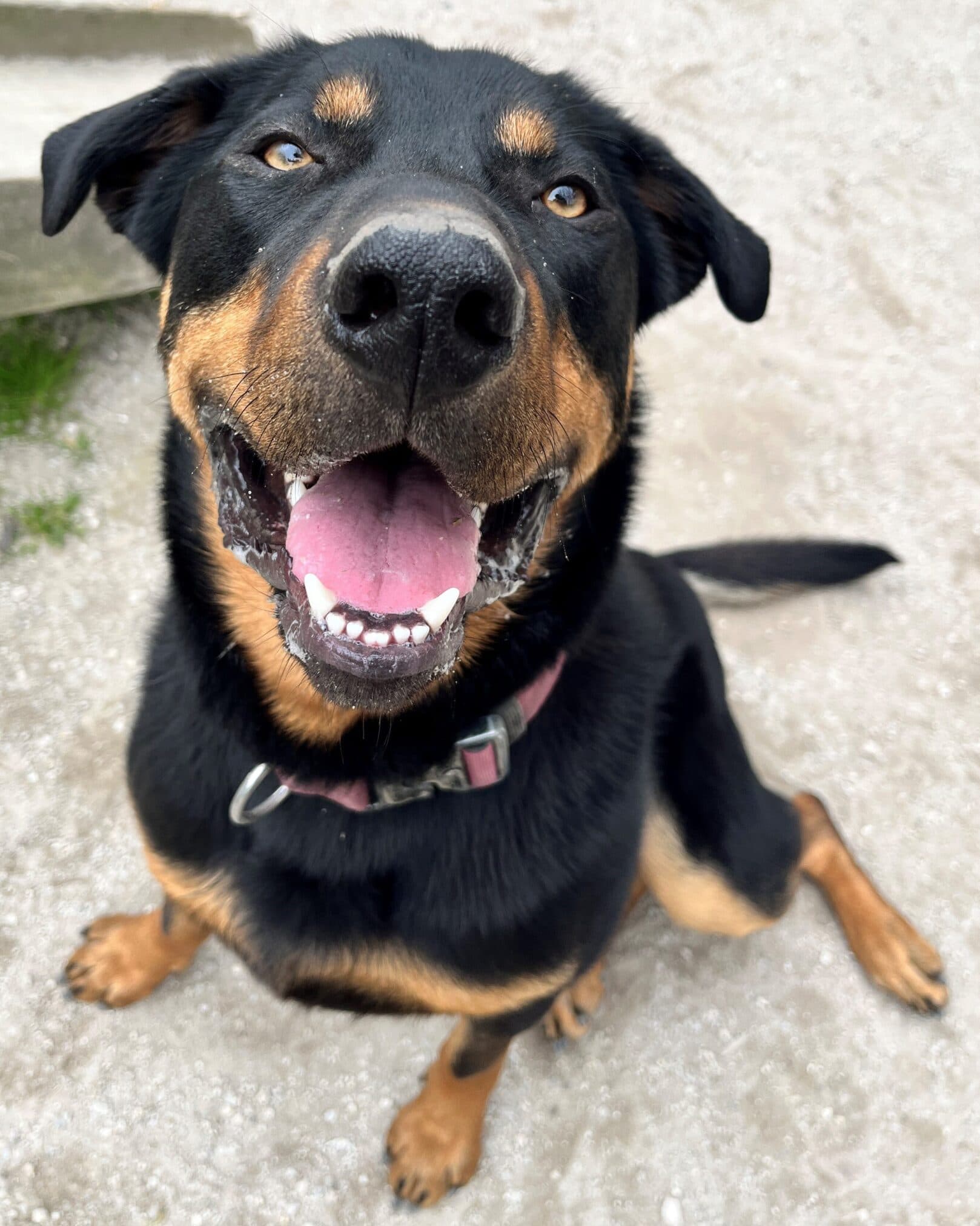 Ruben - Huntaway x available for adoption at Dogs' Homes of Tasmania in Burnie