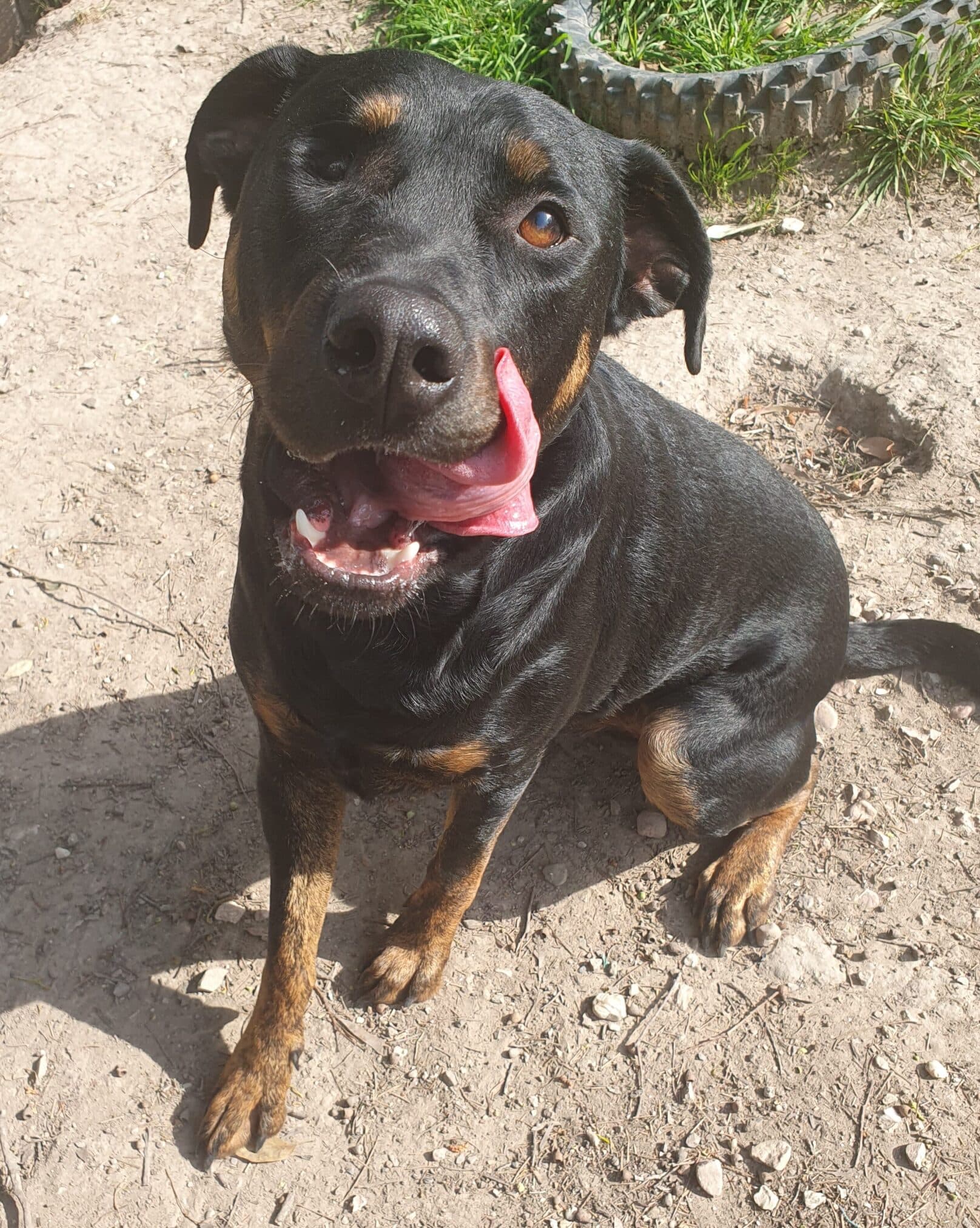 Russell - Rottweiler x available for adoption at Dogs' Homes of Tasmania in Devonport