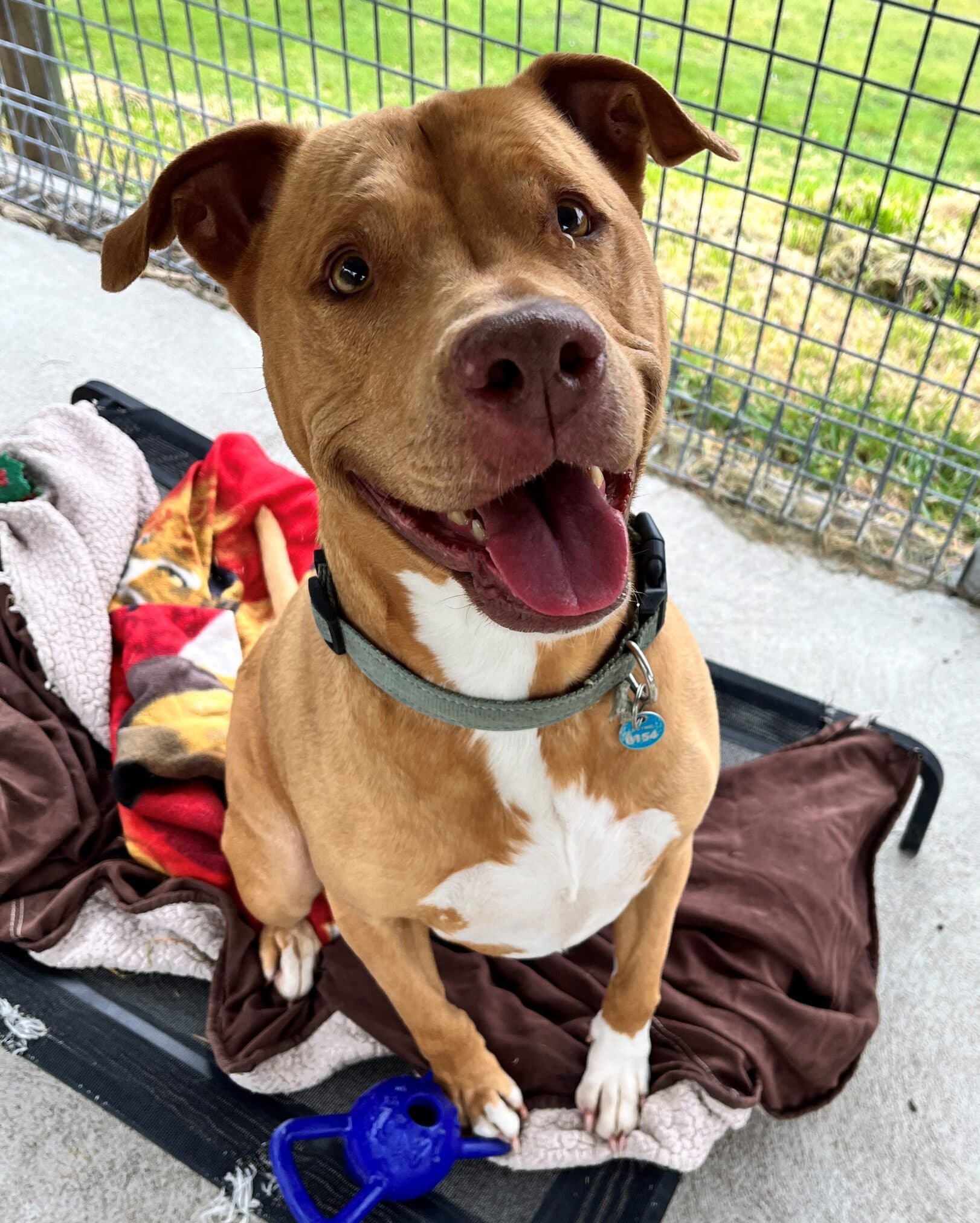 Apricot - Staffordshire Bull Terrier x available for adoption at Dogs' Homes of Tasmania in Burnie