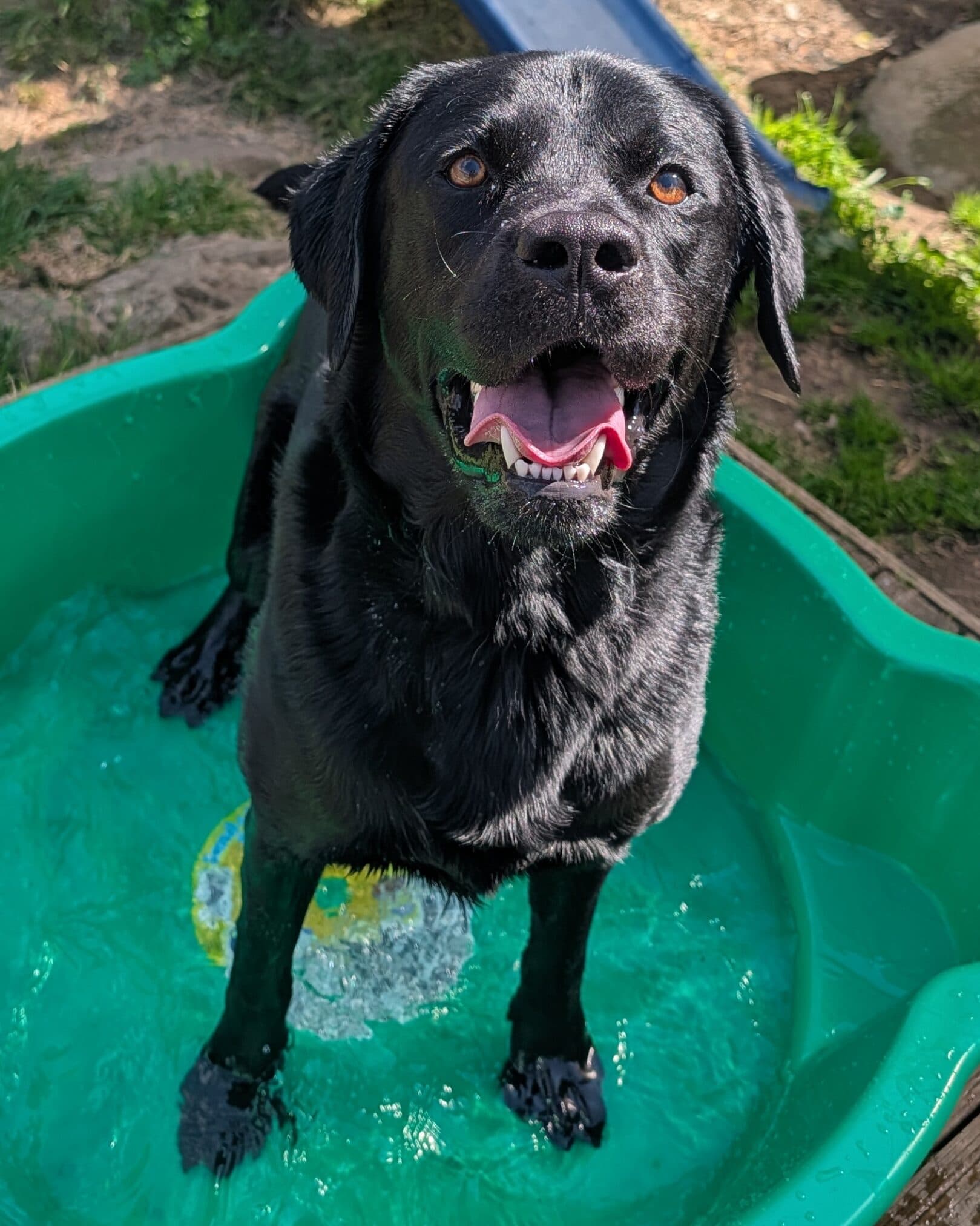 Hazza - Labrador x available for adoption at Dogs' Homes of Tasmania in Launceston