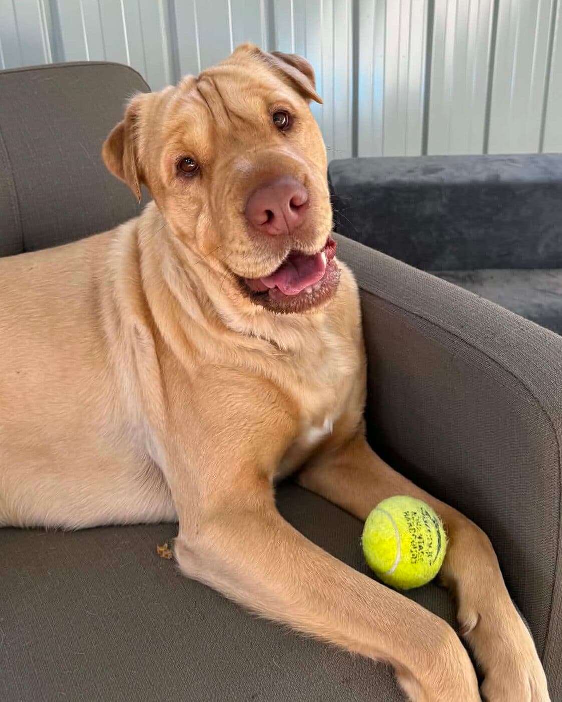 Edith - Shar pei x available for adoption at Dogs' Homes of Tasmania in Launceston