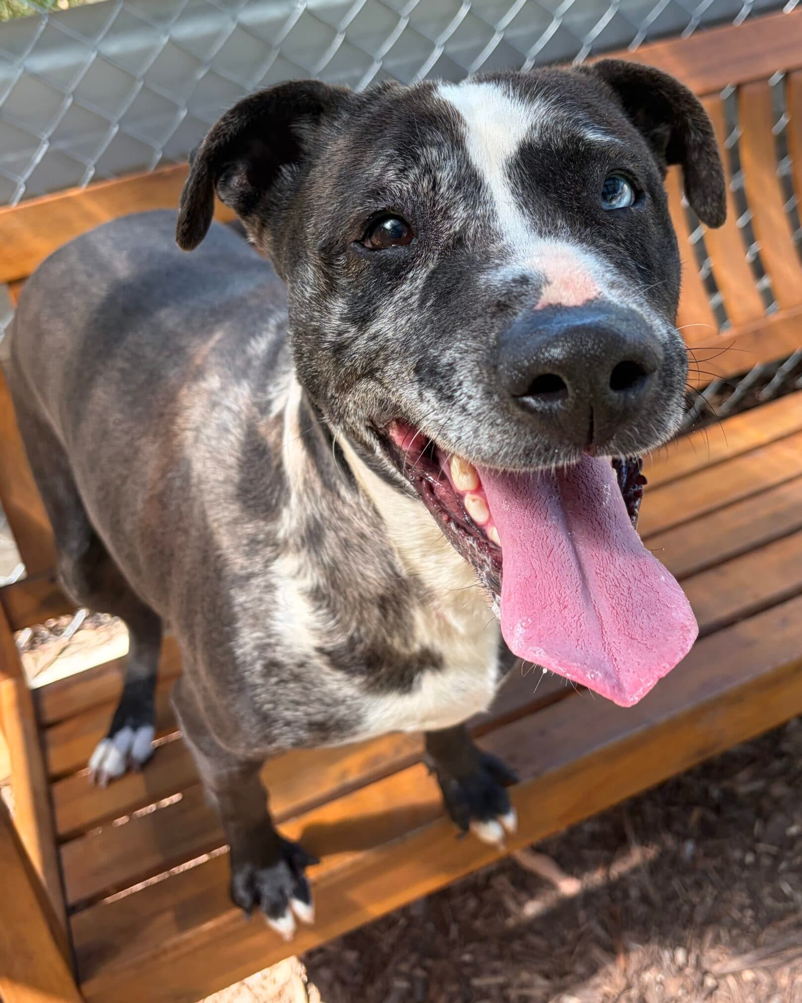 Mily - Koolie x available for adoption at Dogs' Homes of Tasmania in Devonport