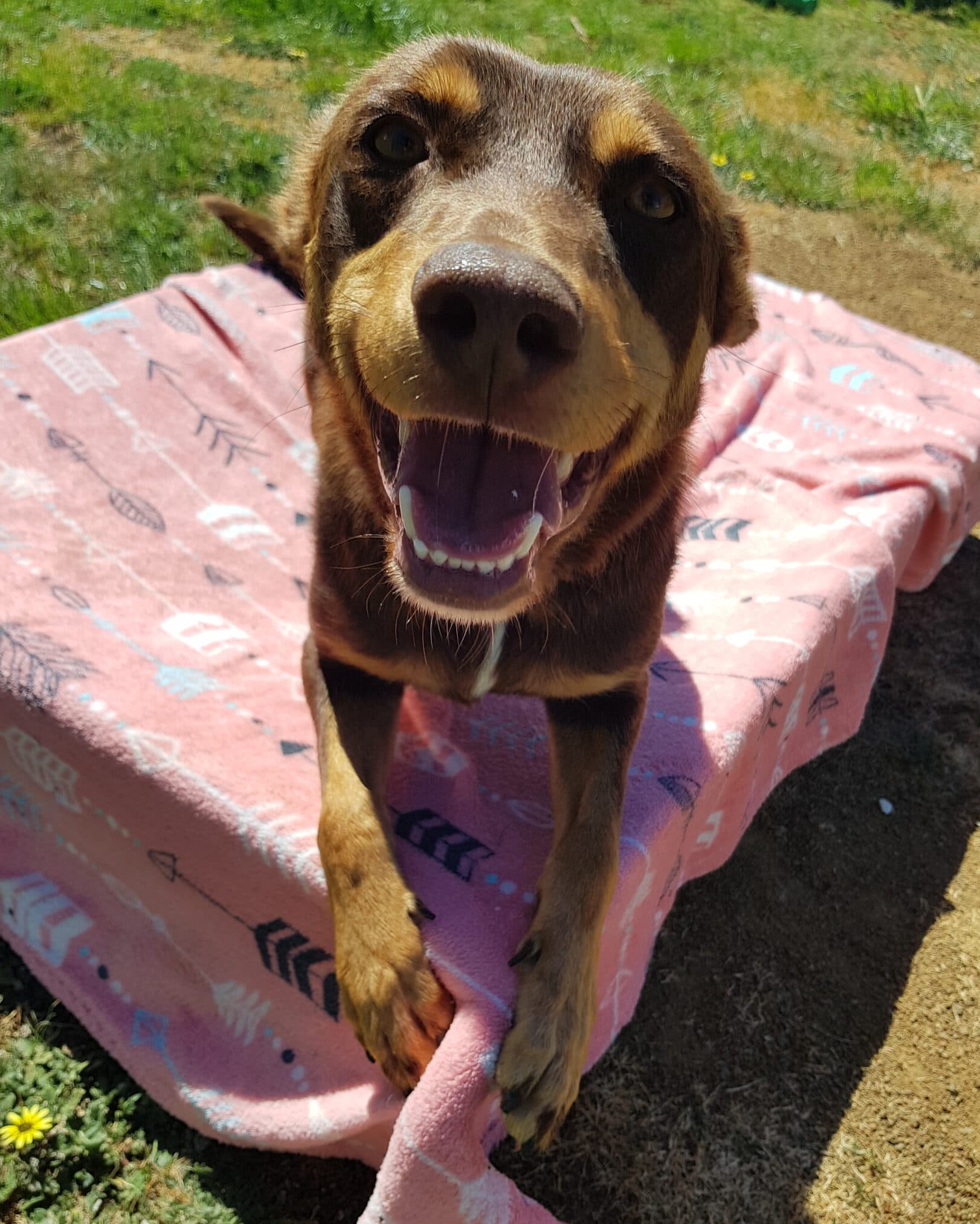 Pearl - Kelpie available for adoption at Dogs' Homes of Tasmania in Hobart