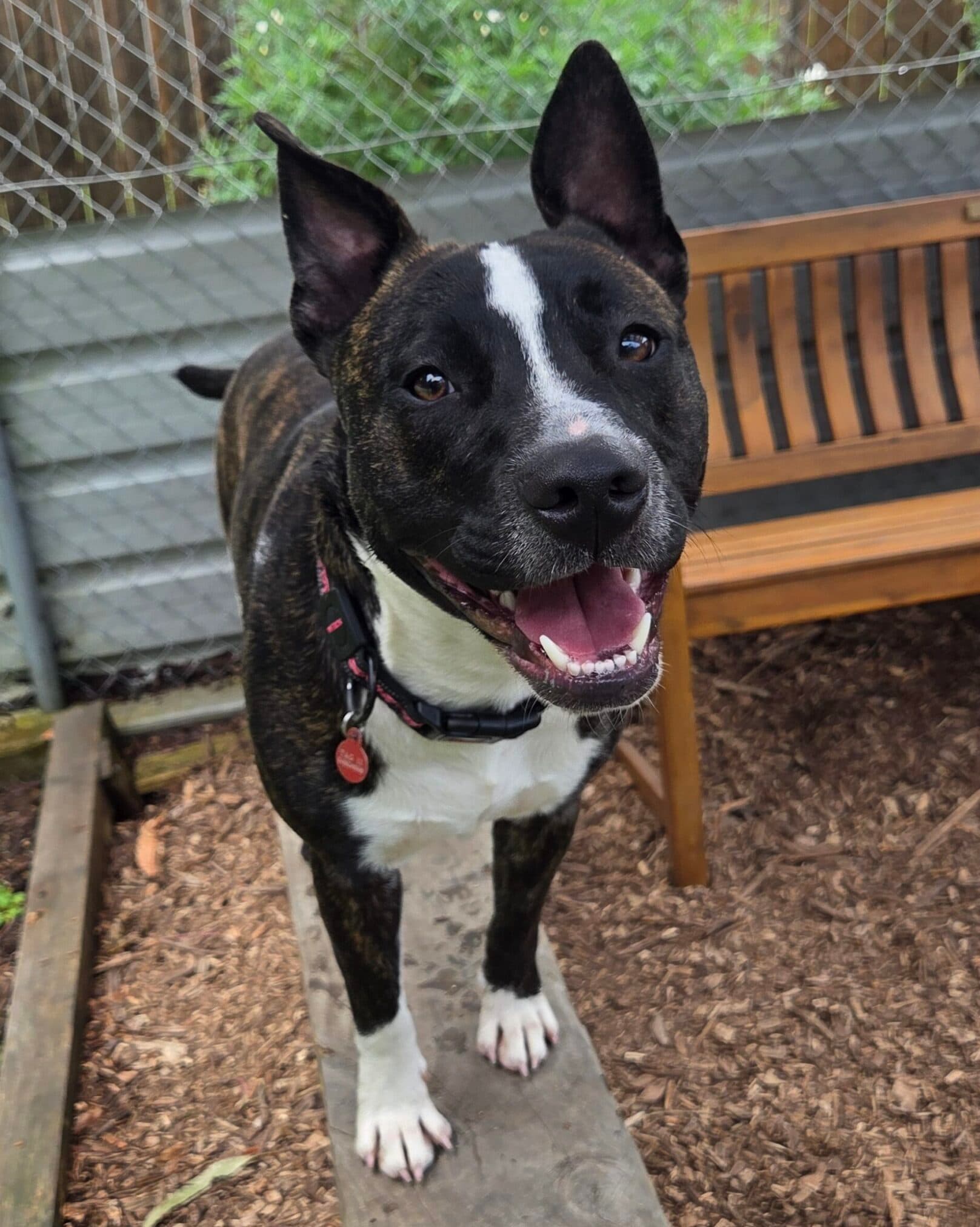 Zoe - Bull Terrier x available for adoption at Dogs' Homes of Tasmania in Devonport