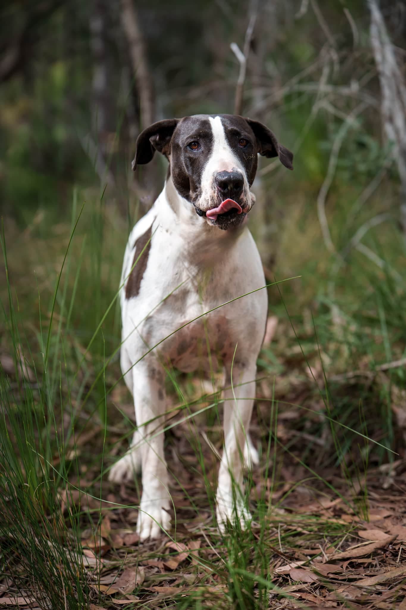 Max - Bull Arab X available for adoption at Monika's Doggie Rescue in Calgary