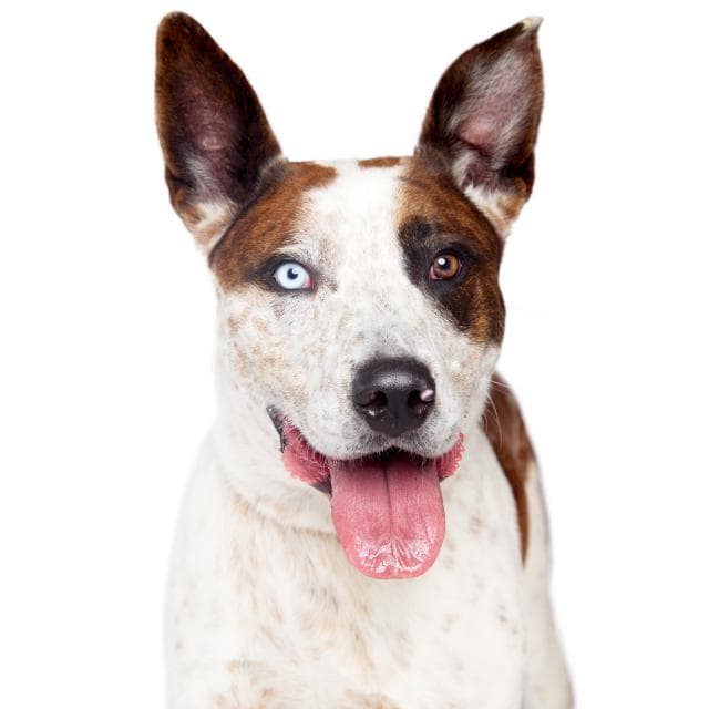 Breezy - Cattle Dog X Siberian Husky available for adoption in Calgary