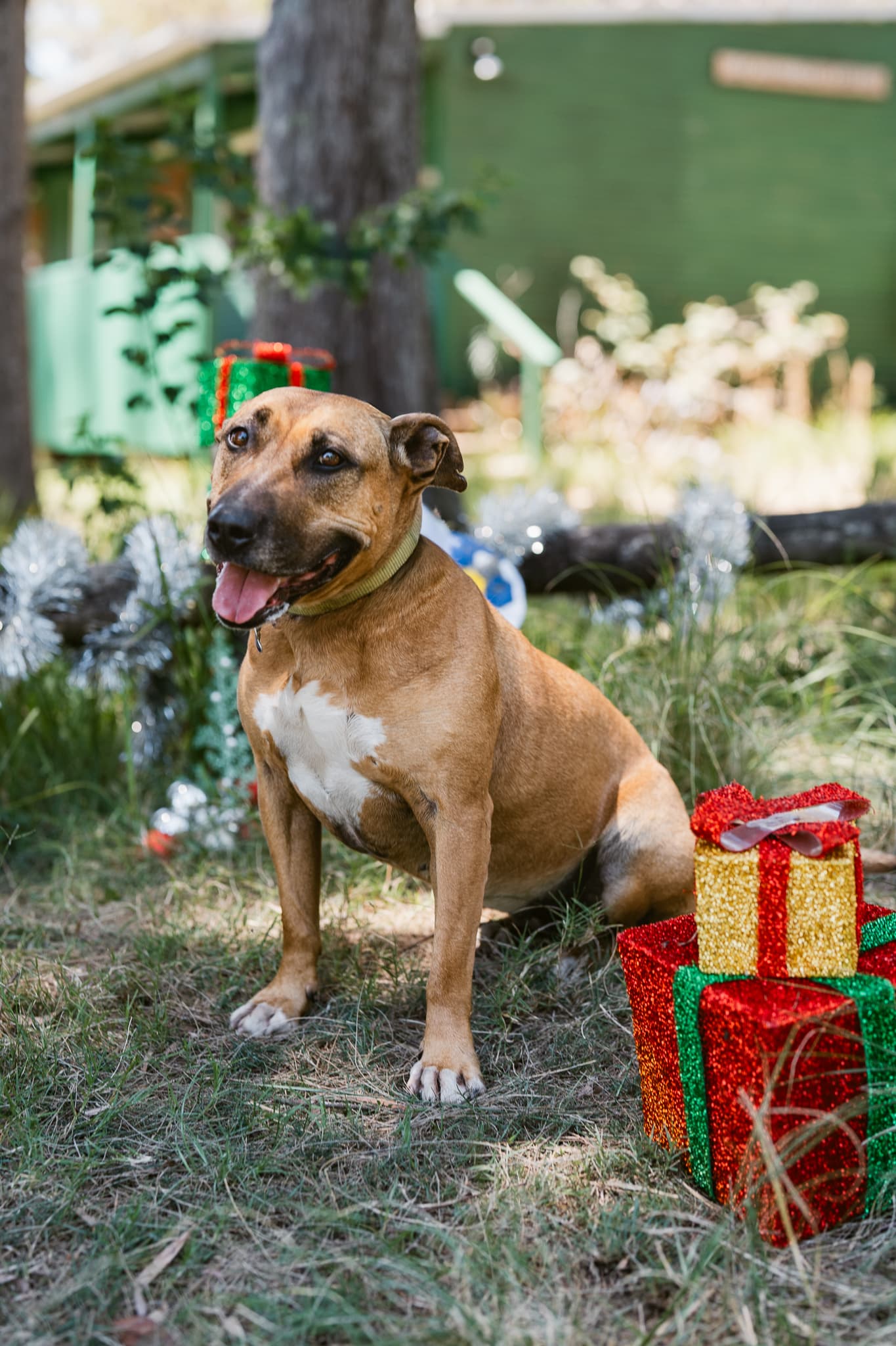 Harlow - American Staffy X available for adoption at Monika's Doggie Rescue in Calgary