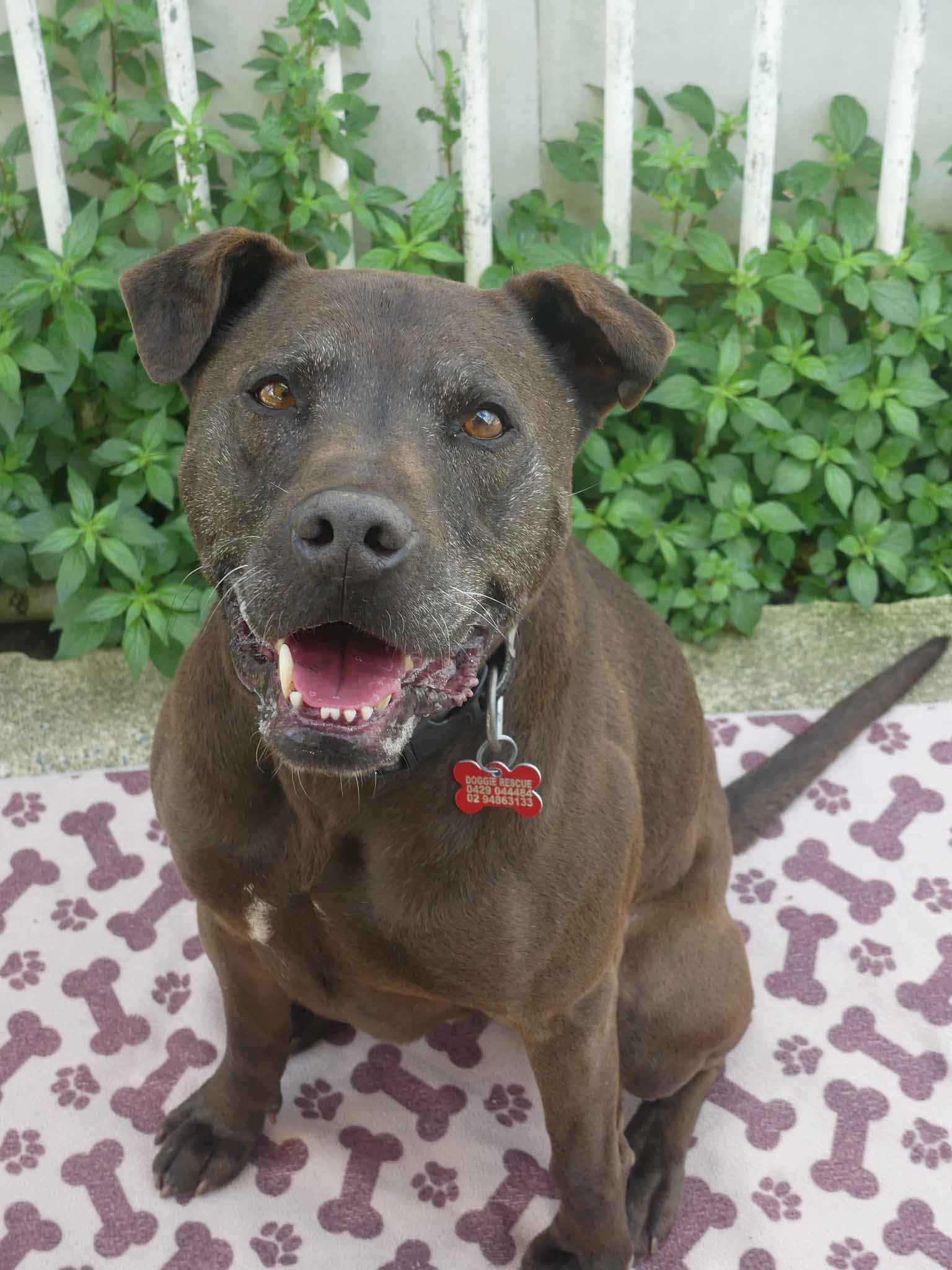 Kobe - American Staffy X Shar Pei available for adoption at Monika's Doggie Rescue in Sydney