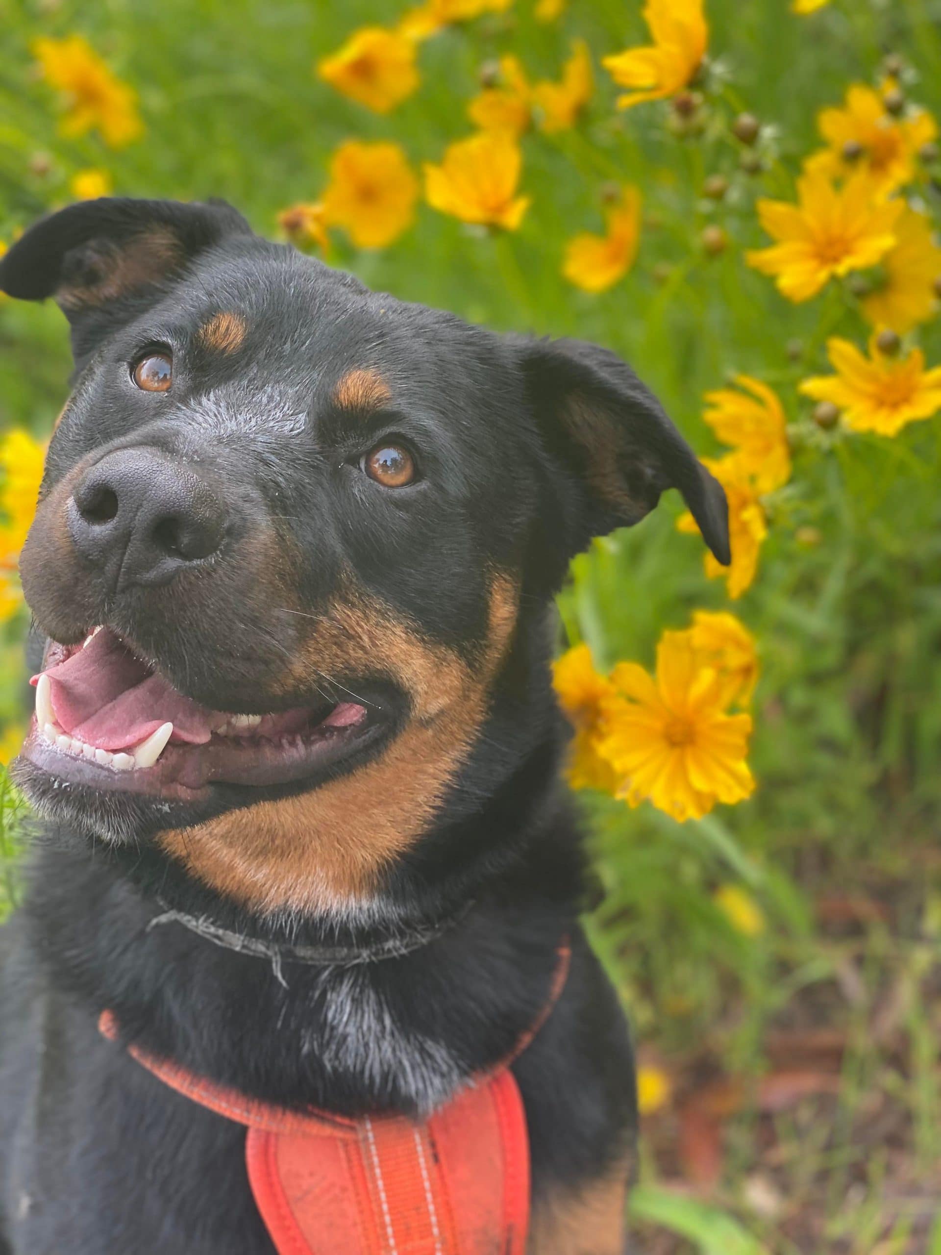Obi - Kelpie X Rottweiler available for adoption at Monika's Doggie Rescue in Calgary