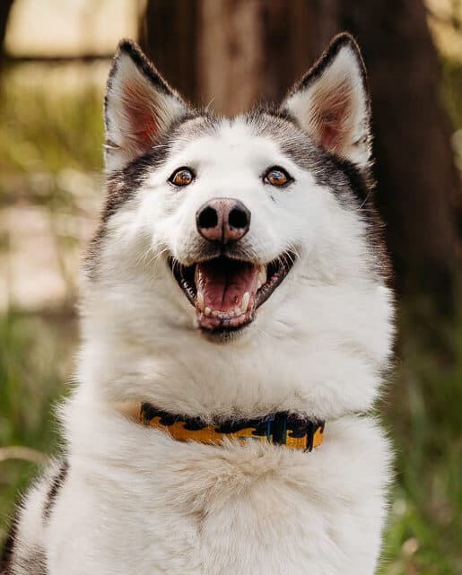 Malaki - Siberian Husky X available for adoption at Monika's Doggie Rescue in Calgary