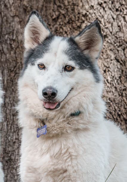 Leia - Siberian Husky X available for adoption at Monika's Doggie Rescue in Calgary