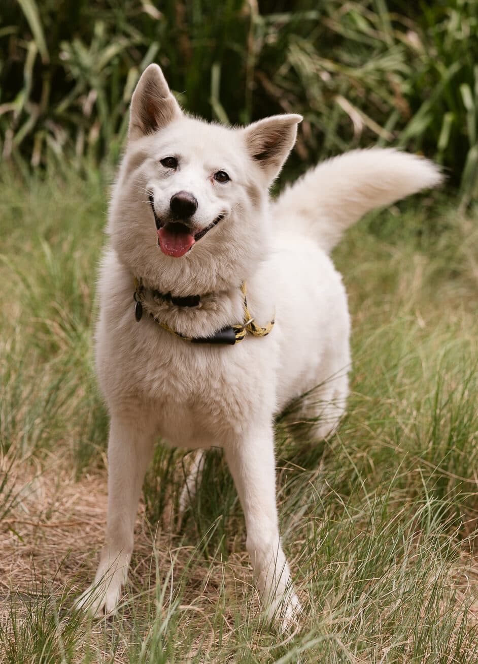 Blizzard - Siberian Husky X available for adoption at Monika's Doggie Rescue in Calgary