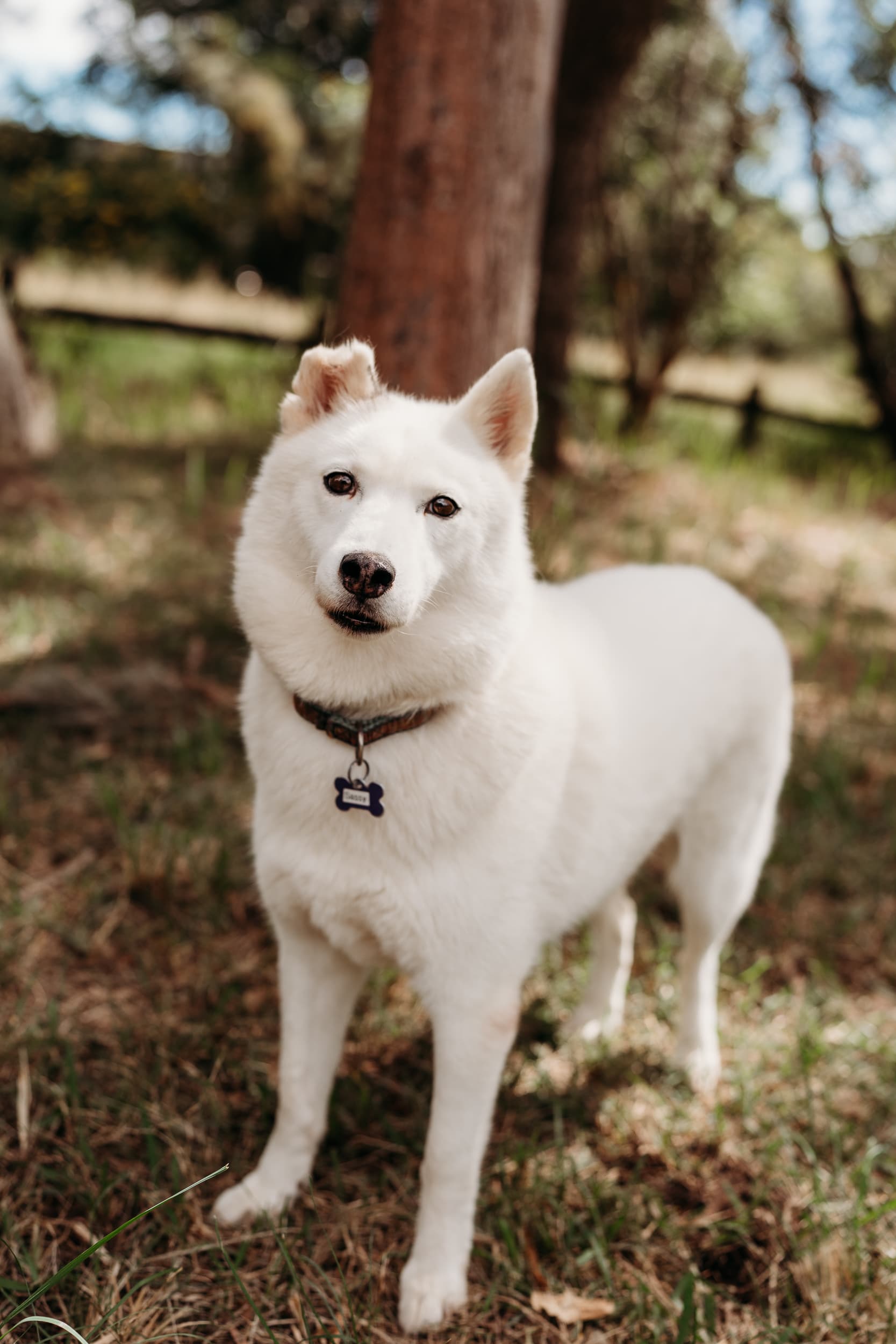 Sassy - Siberian Husky X available for adoption at Monika's Doggie Rescue in Calgary
