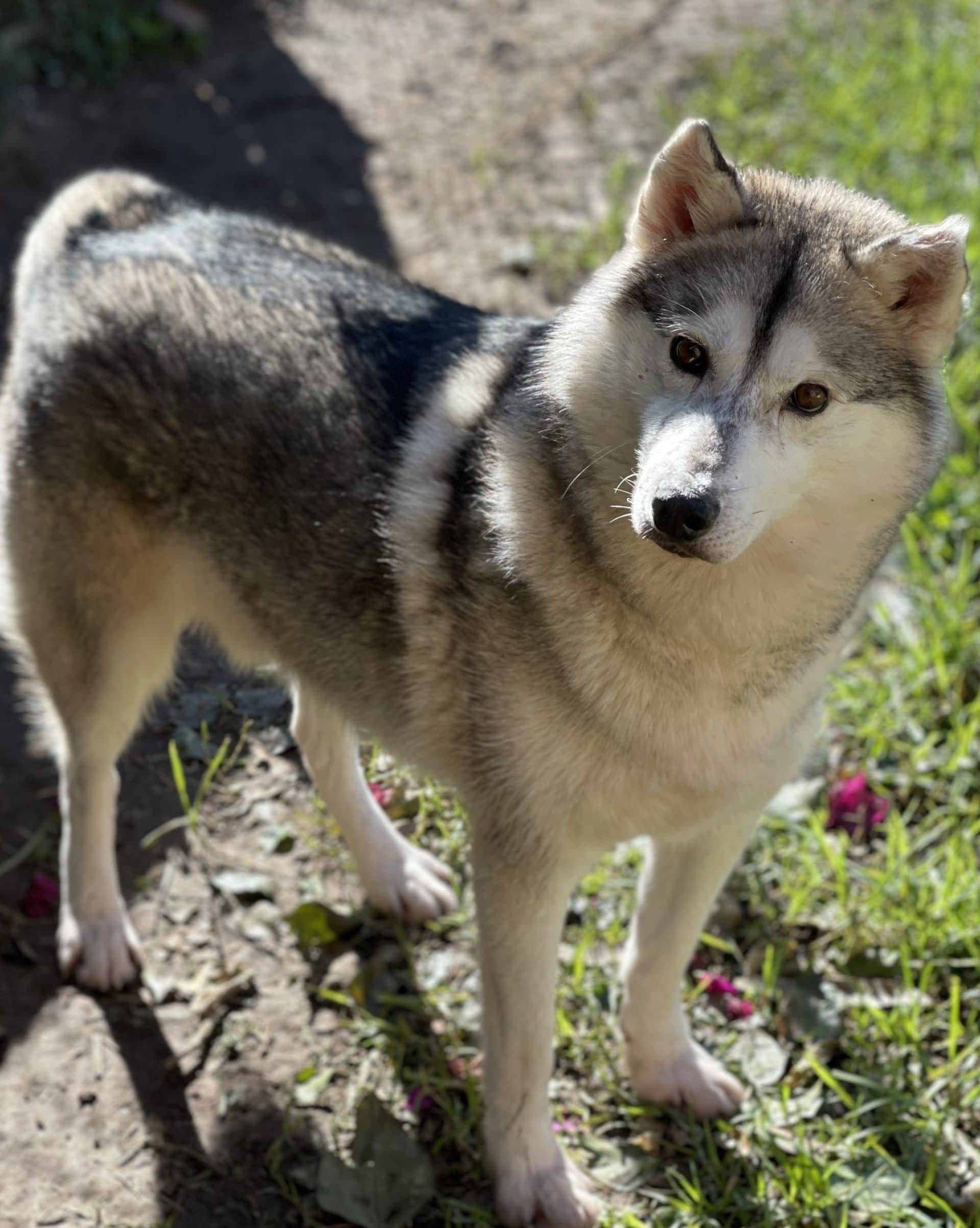 Echo - Siberian Husky X available for adoption at Monika's Doggie Rescue in Calgary