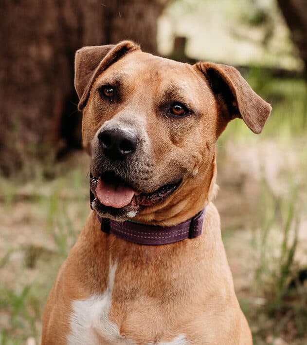 Olivia - Kelpie X Staffy available for adoption at Monika's Doggie Rescue in Calgary