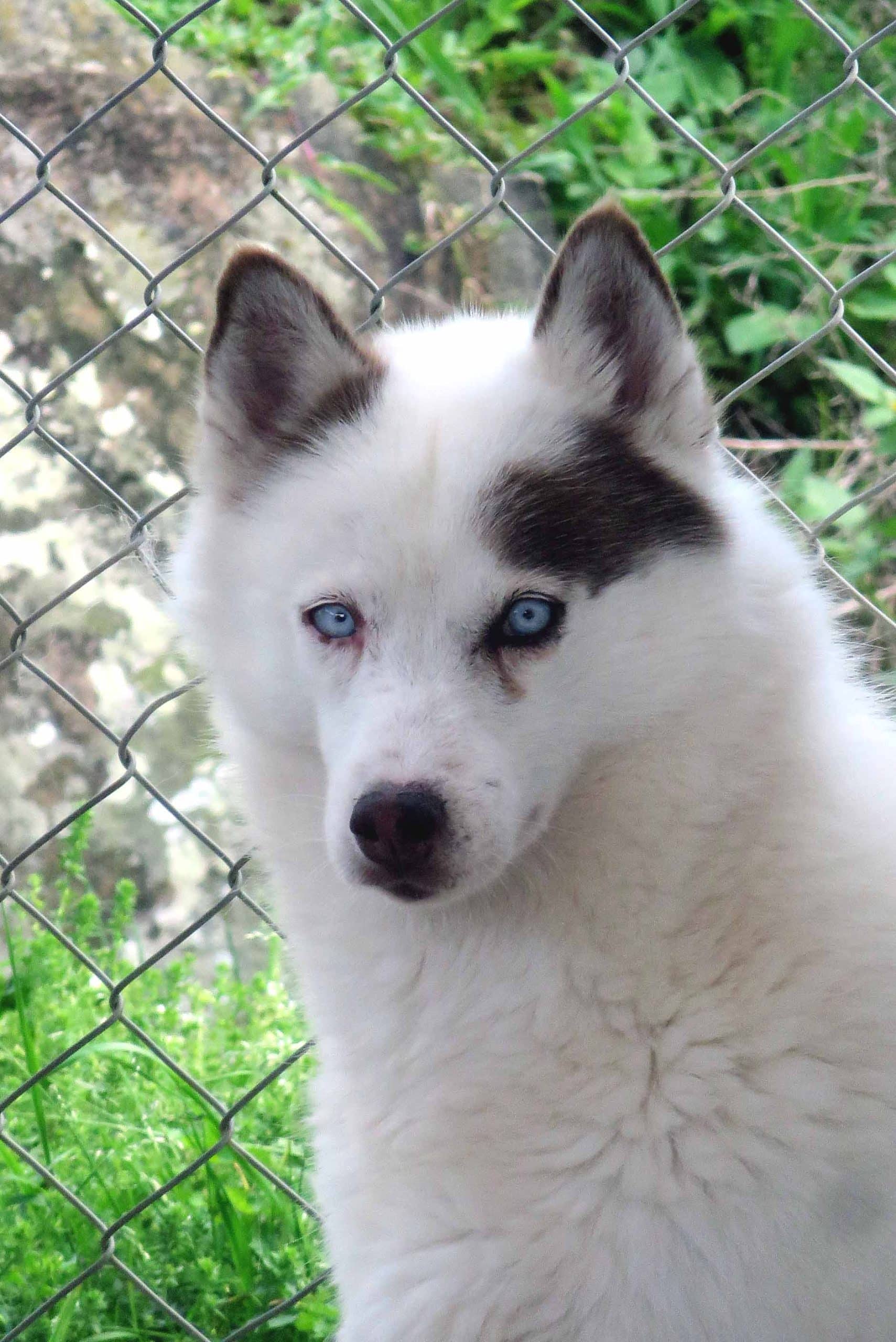 Coconut - Siberian Husky X available for adoption in Calgary
