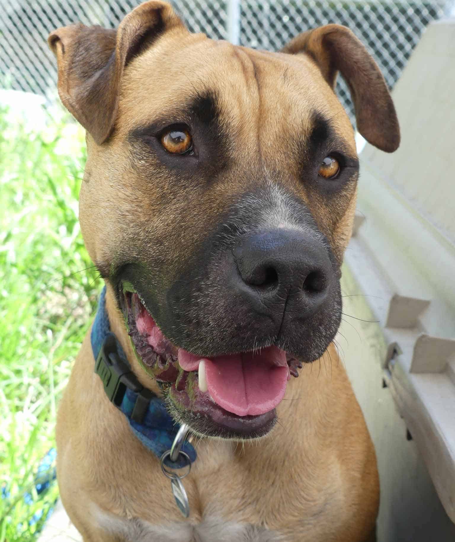 Penny - Bulldog X English Staffy available for adoption at Monika's Doggie Rescue in Calgary