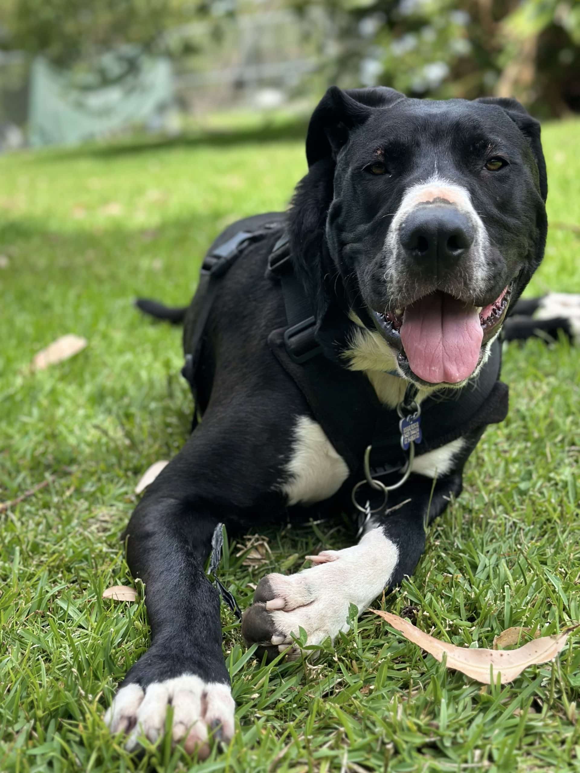 Marley - Bull Arab X available for adoption at Monika's Doggie Rescue in Calgary