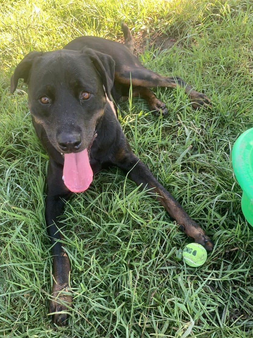 Chuck - Labrador X Rottweiler available for adoption in Calgary