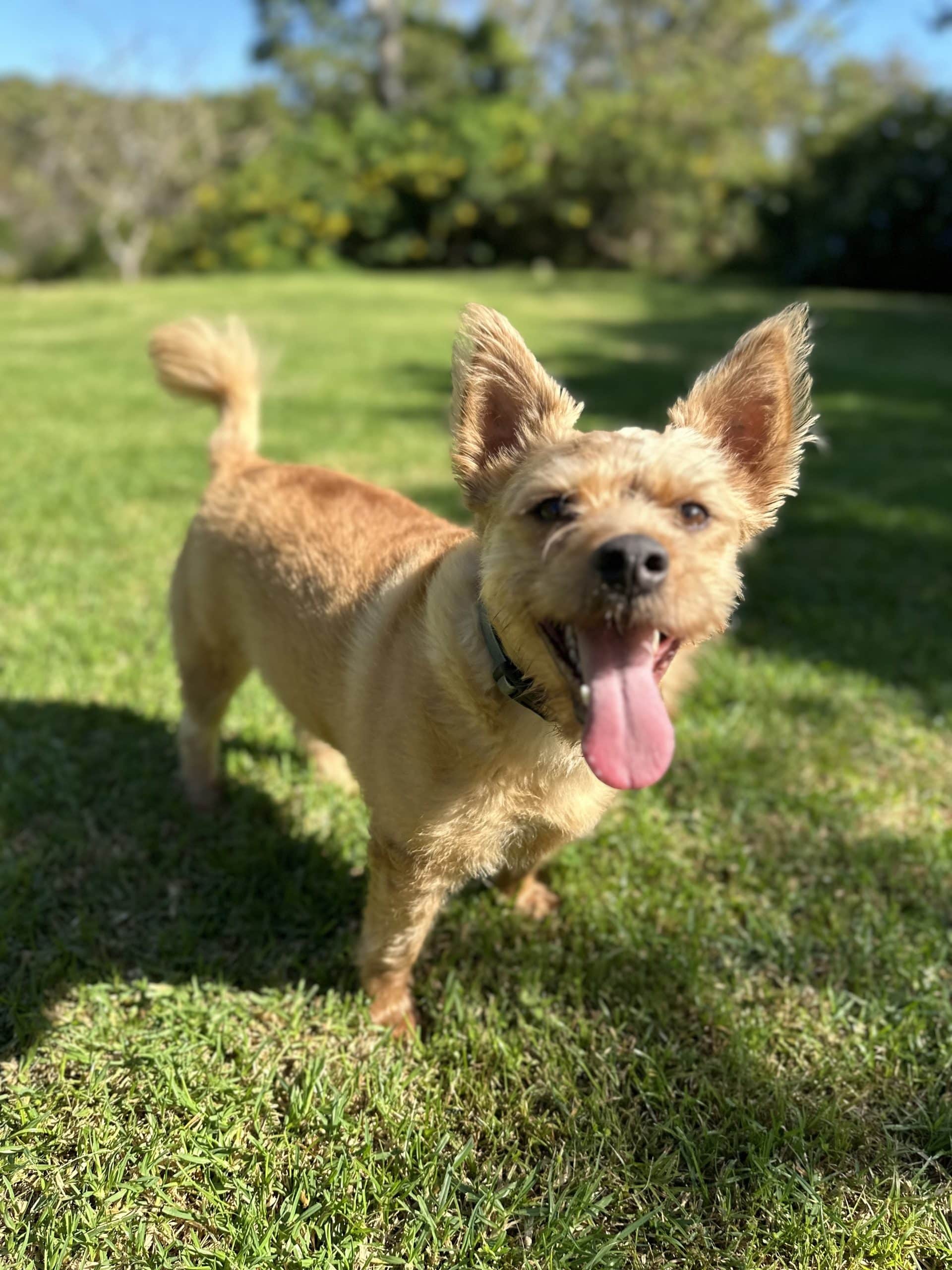 Maisy - Border Collie X Terrier available for adoption in Calgary