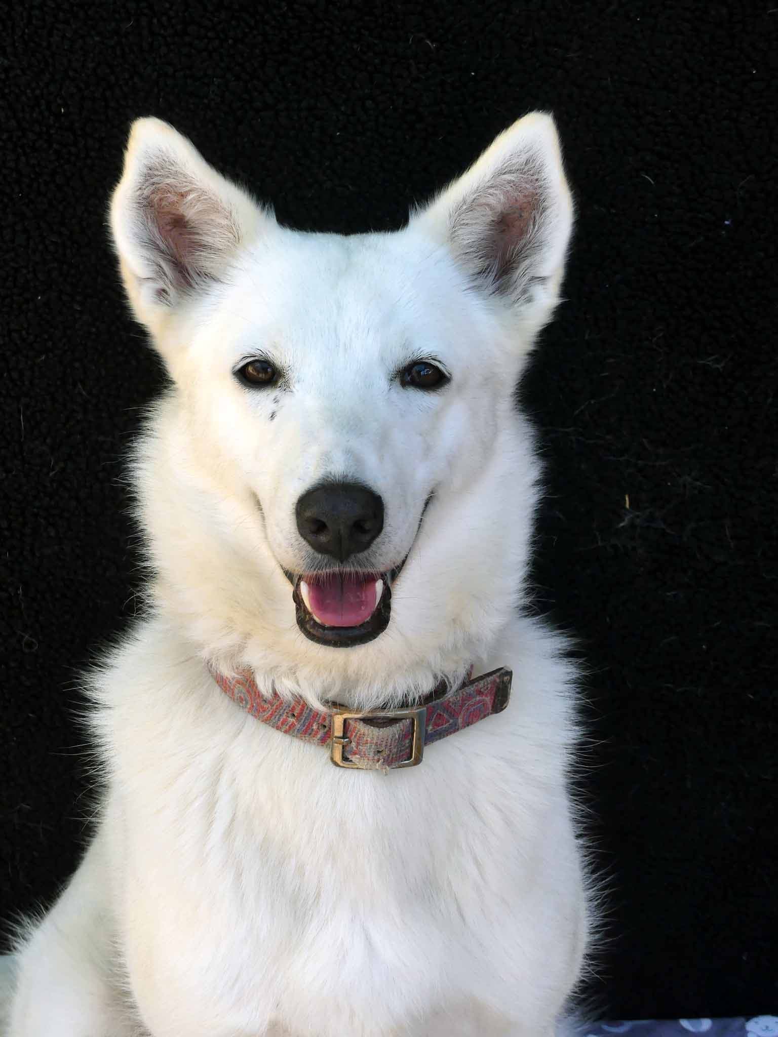 Chinook - Siberian Husky X available for adoption in Calgary