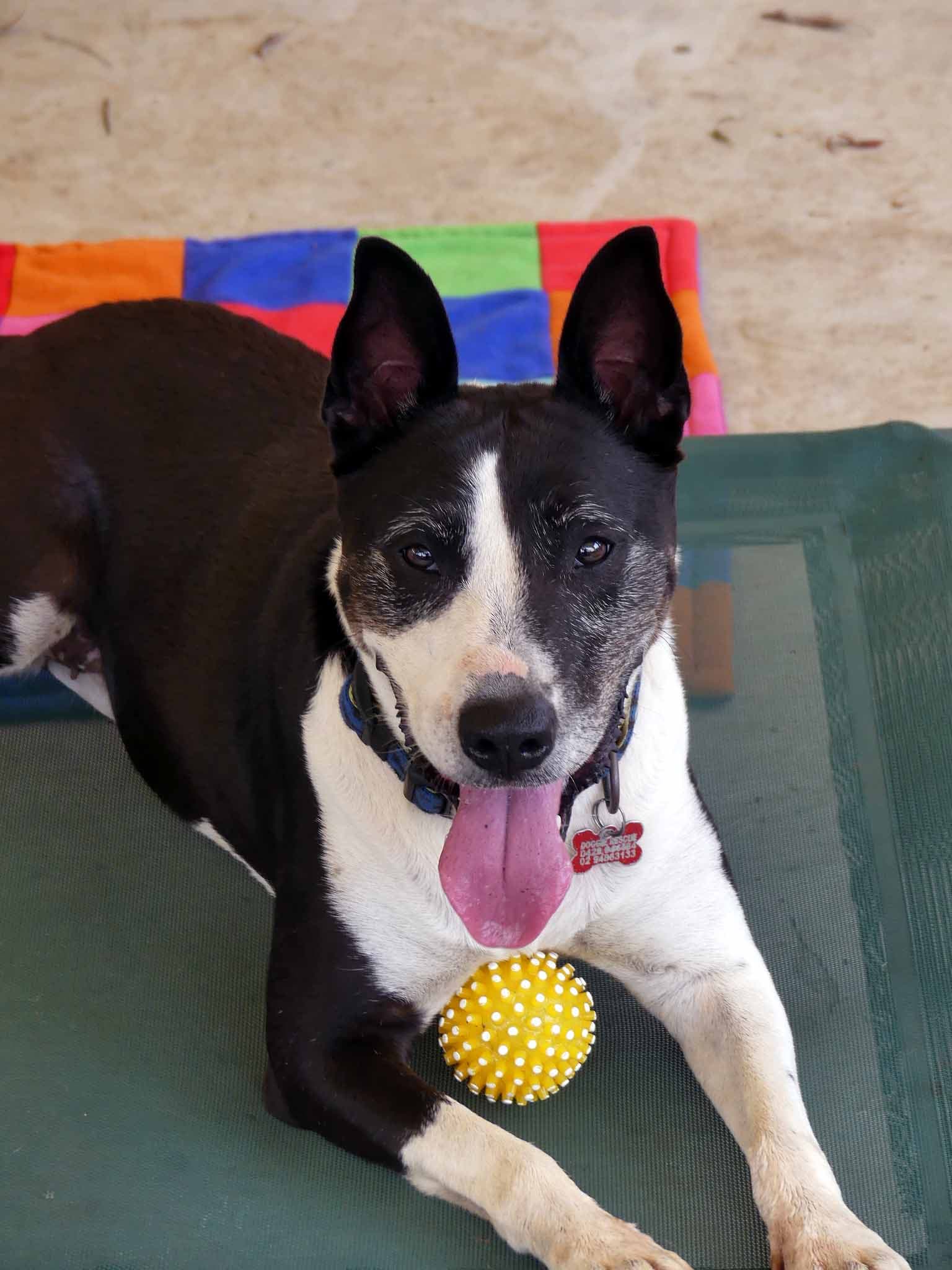 Shelby - Border Collie X available for adoption in Calgary