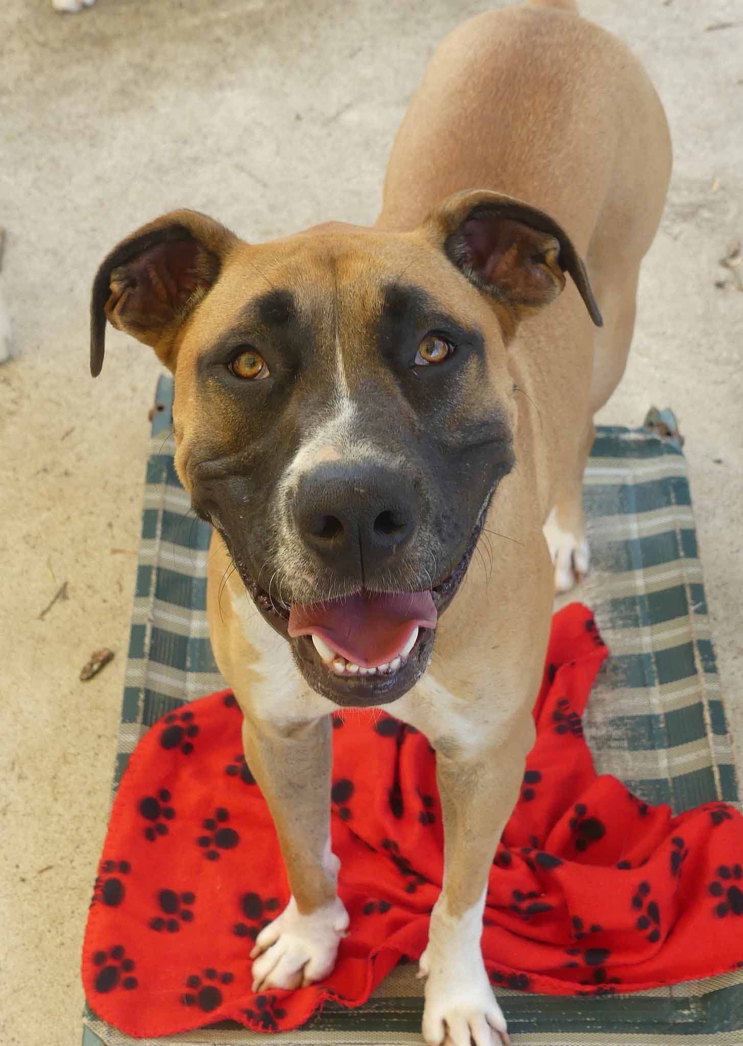 Marlin - Labrador X Ridgeback available for adoption in Calgary
