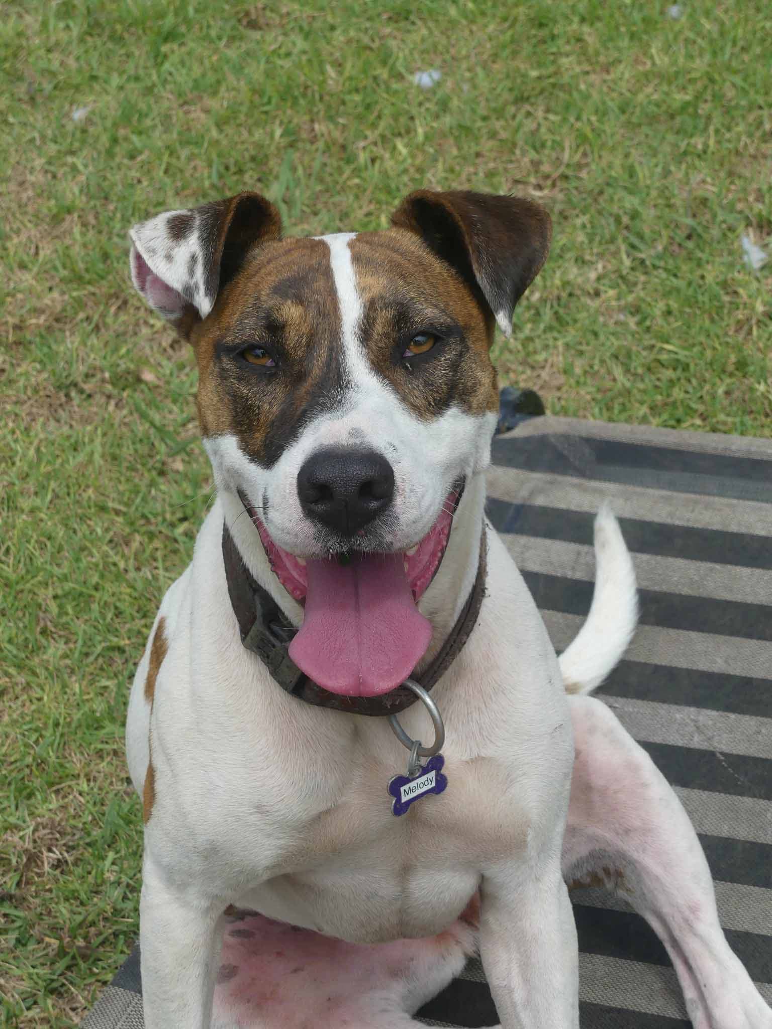 Melody - Bull Arab X available for adoption at Monika's Doggie Rescue in Calgary