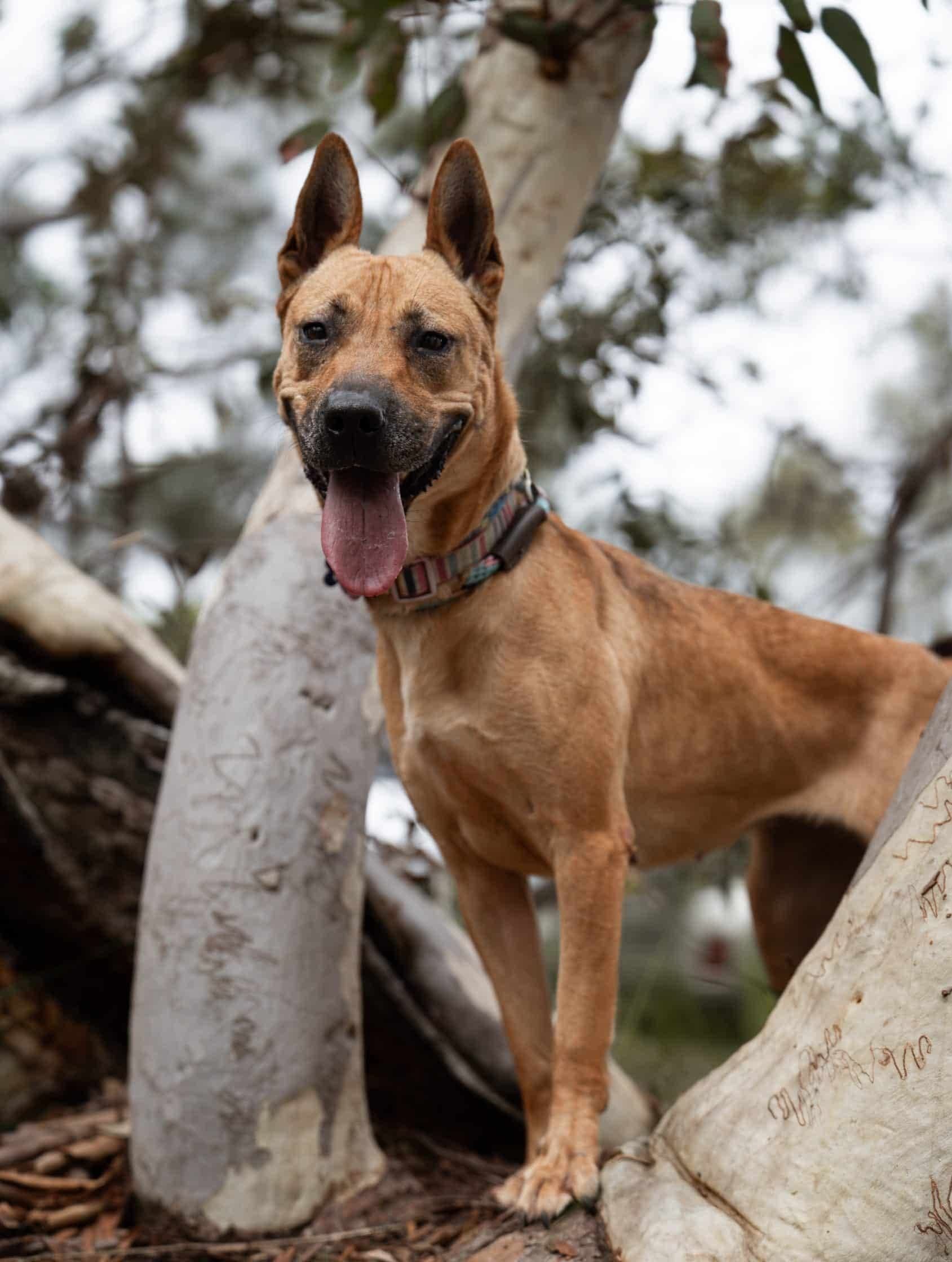 Bree - Kelpie X available for adoption at Monika's Doggie Rescue in Sydney