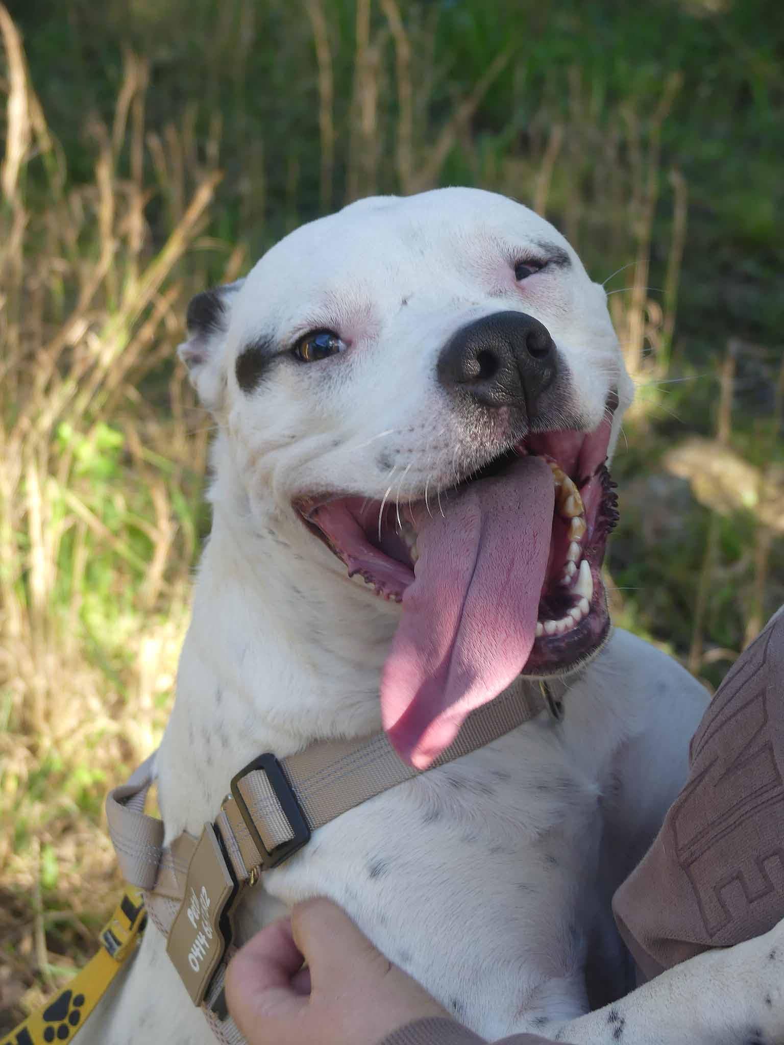 Petal - Cattle Dog X Staffy available for adoption in Calgary