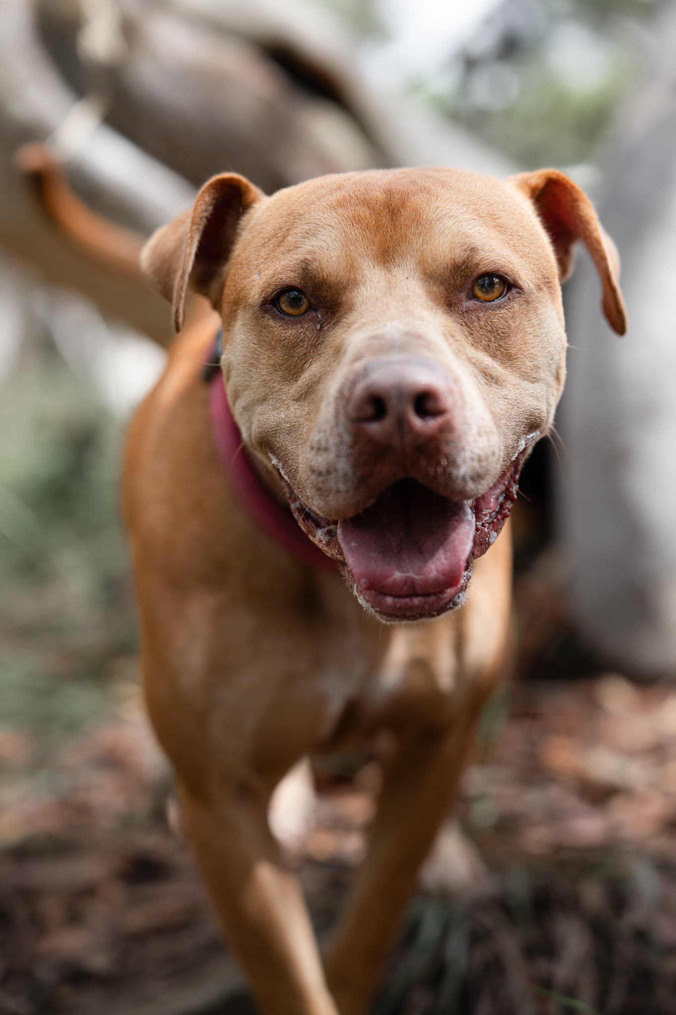 Jarrah - Kelpie X Staffy available for adoption in Calgary