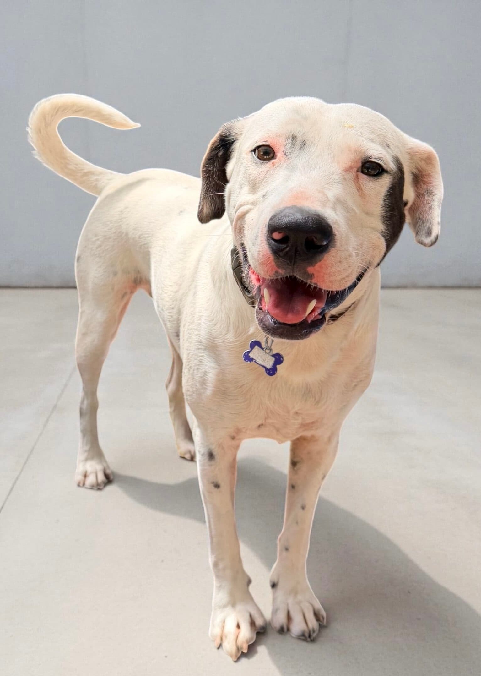 Elly - Cattle Dog X available for adoption in Calgary