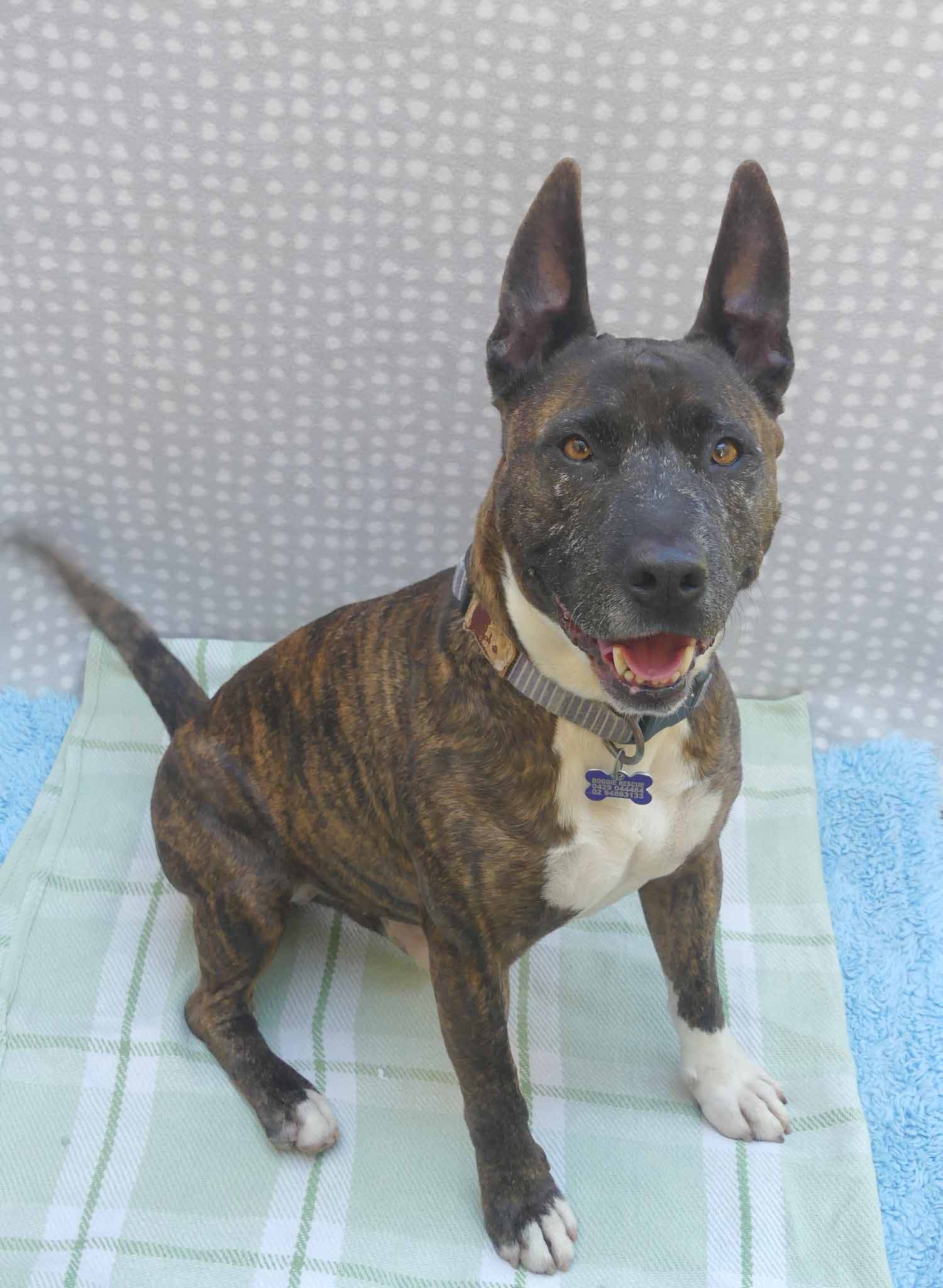 Stanley - English Staffy X available for adoption at Monika's Doggie Rescue in Sydney