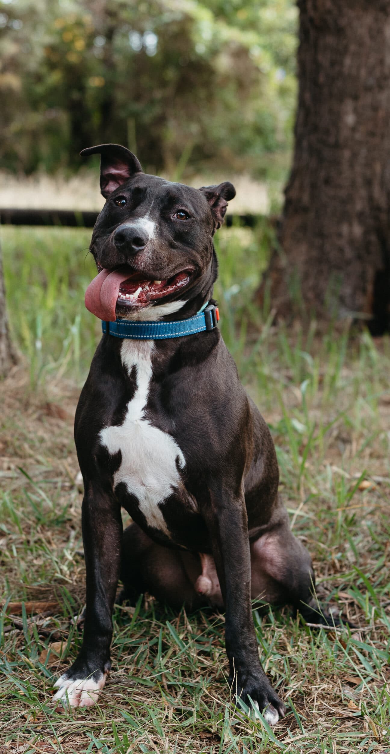 Fred - American Staffy X Kelpie available for adoption at Monika's Doggie Rescue in Sydney