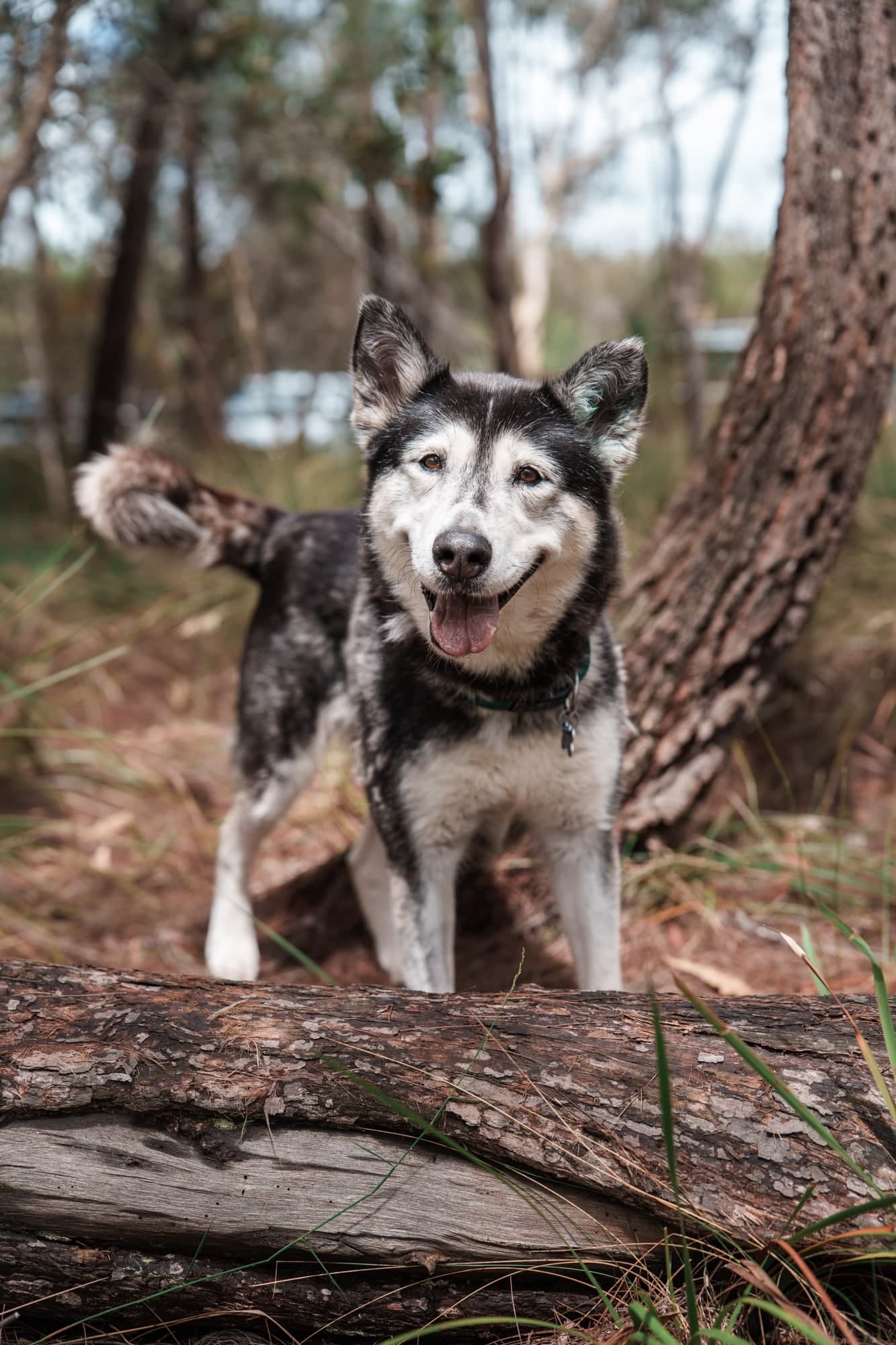 Frida - Siberian Husky X available for adoption at Monika's Doggie Rescue in Sydney