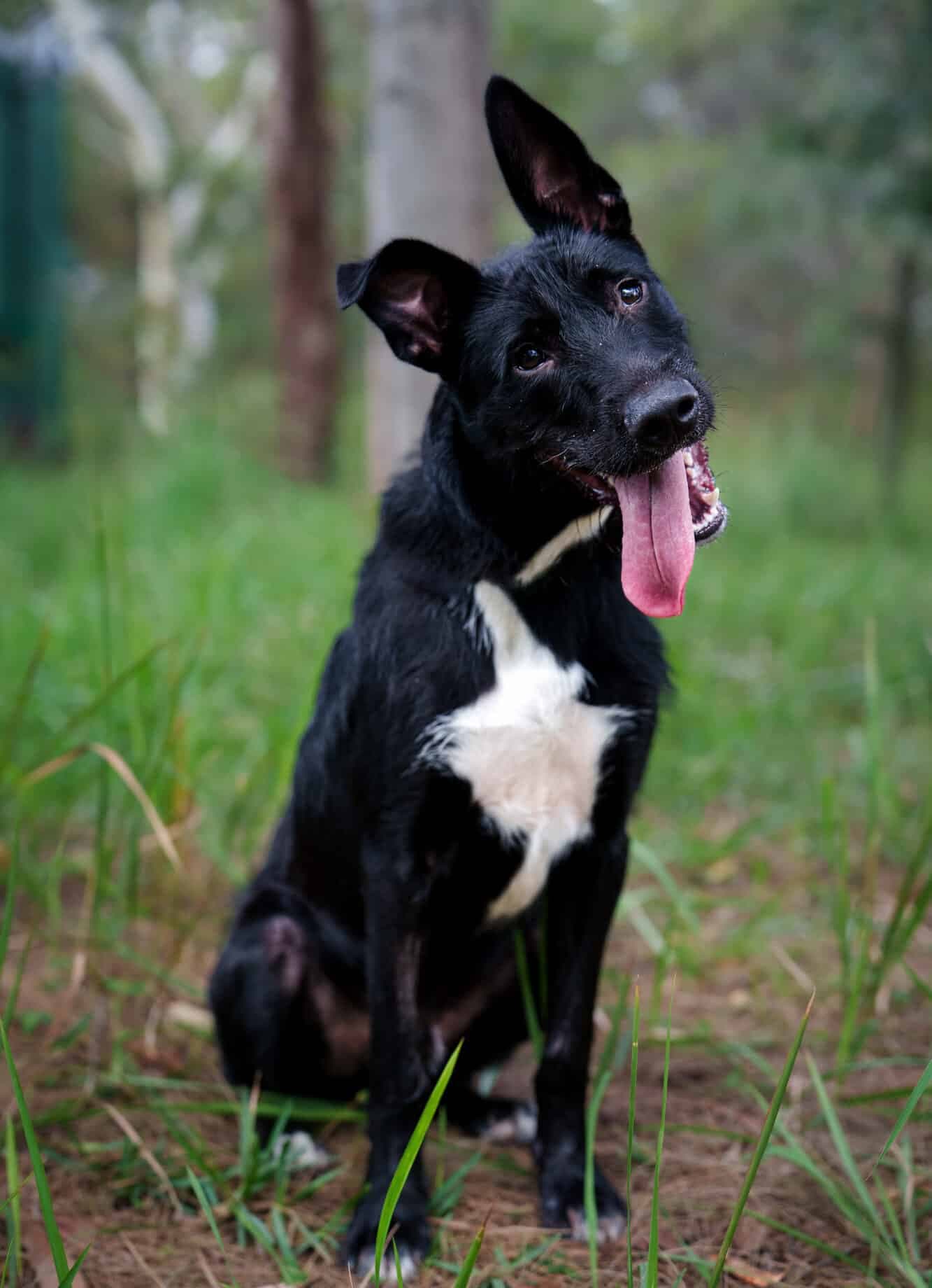Lando - Kelpie X Wolfhound available for adoption at Monika's Doggie Rescue in Calgary