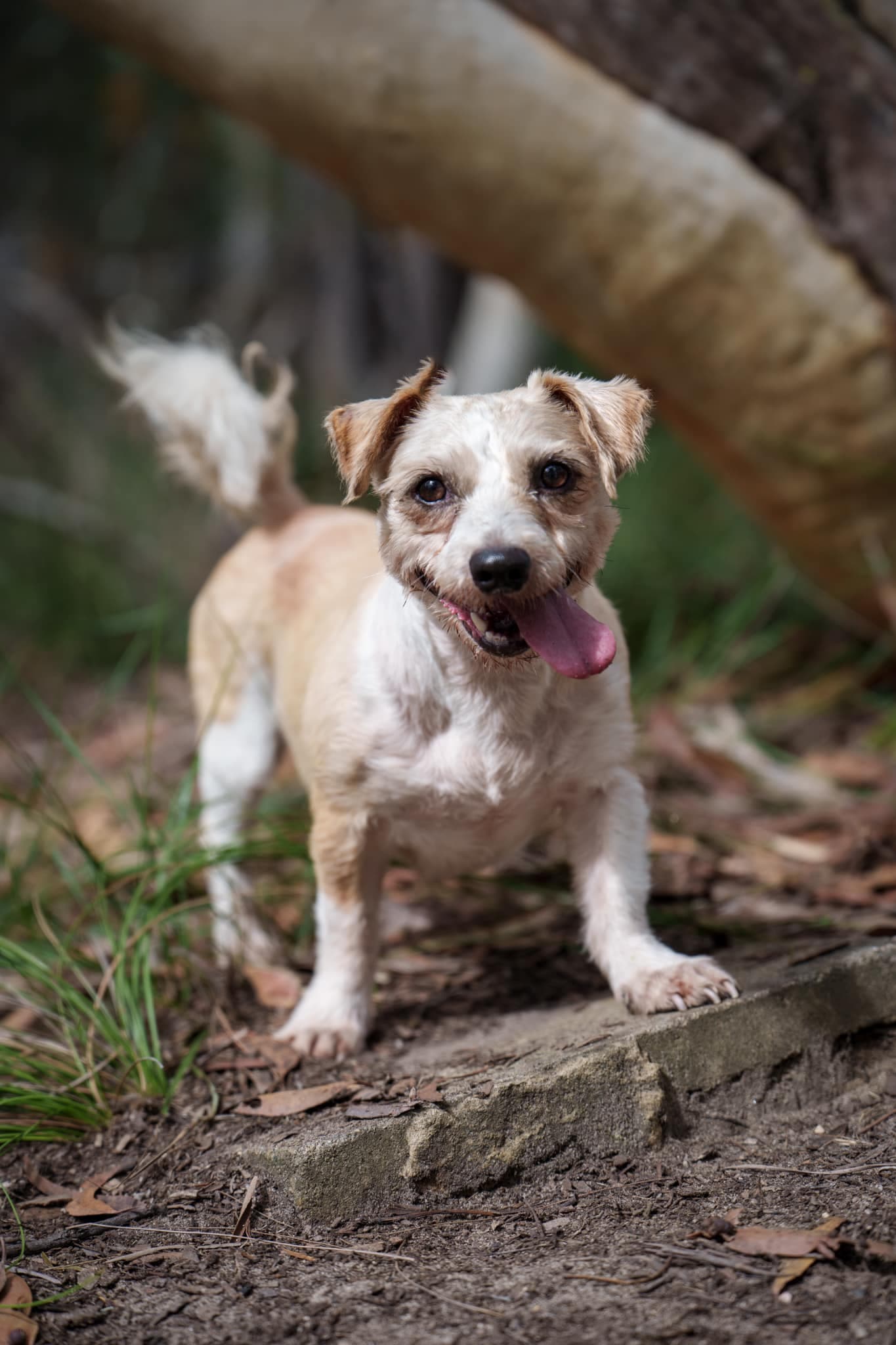 Mocha - Jack Russell Terrier X Maltese available for adoption at Monika's Doggie Rescue in Calgary