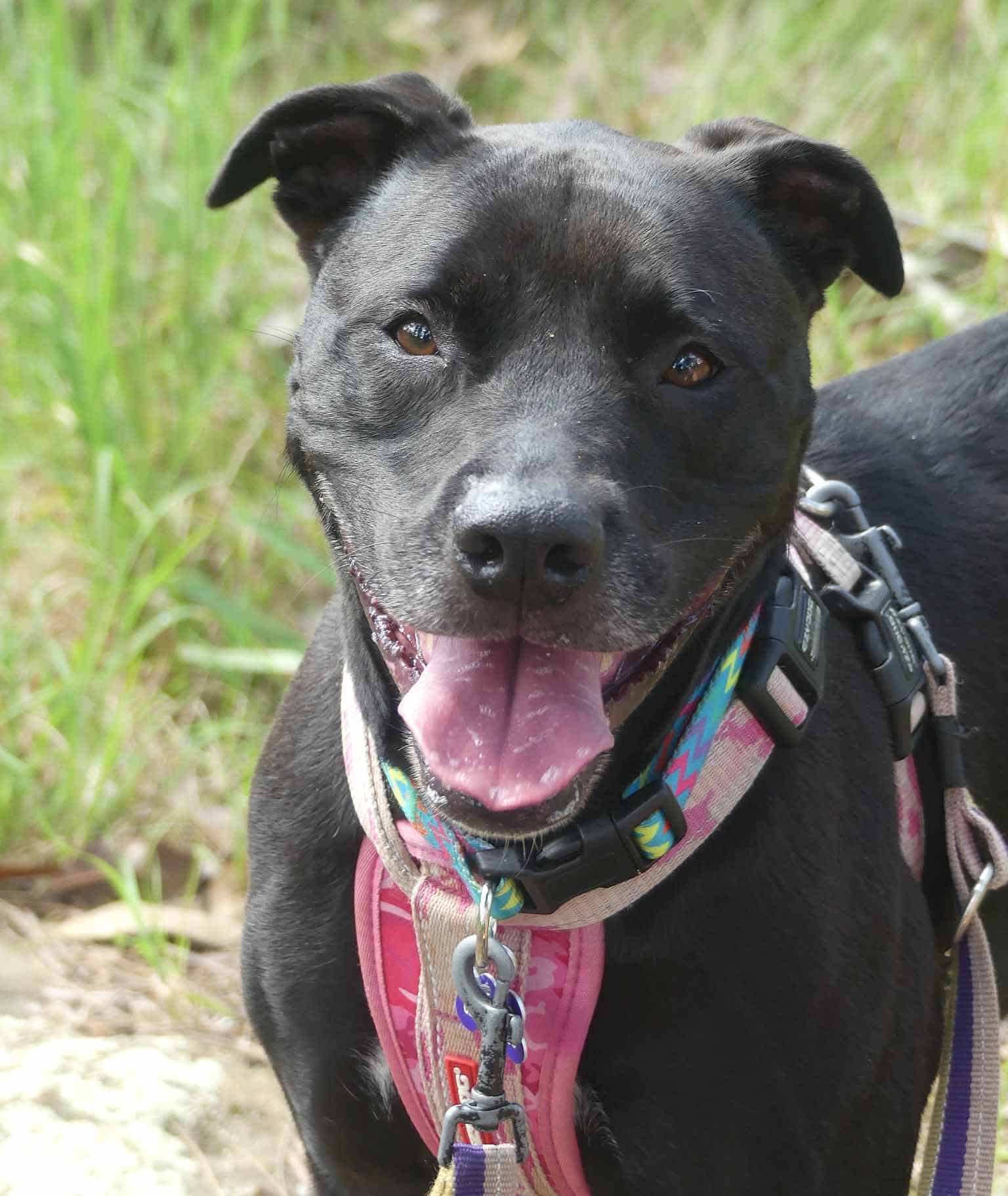 Suki - Bulldog X Golden Retriever available for adoption in Calgary