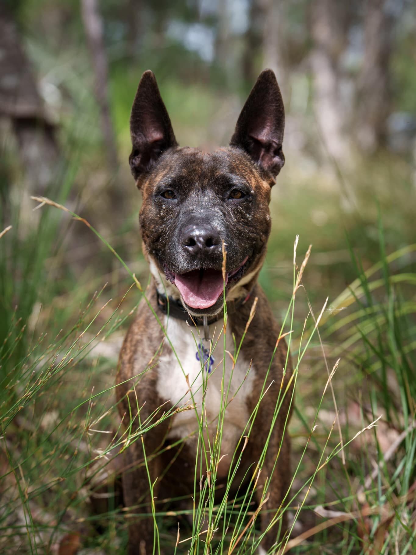 Stanley - English Staffy X available for adoption at Monika's Doggie Rescue in Calgary