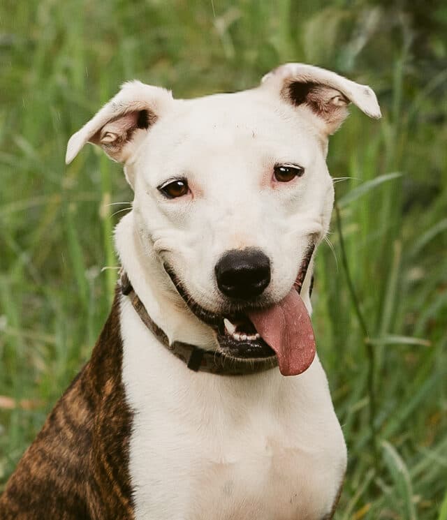 Lucy - Staffy X available for adoption at Monika's Doggie Rescue in Calgary