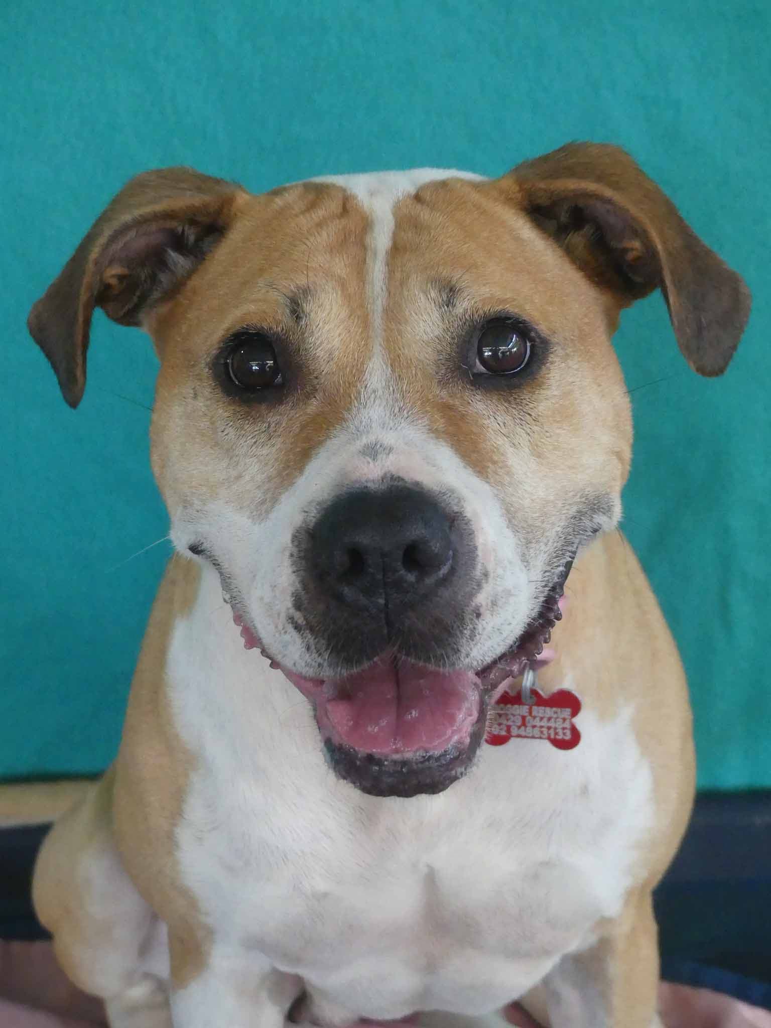 Zali - Staffy X available for adoption at Monika's Doggie Rescue in Calgary