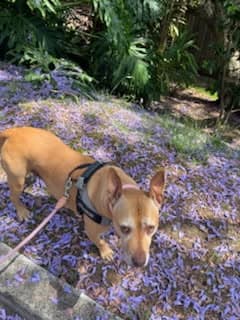 Gloria - American Staffy X Corgi available for adoption at Monika's Doggie Rescue in Calgary