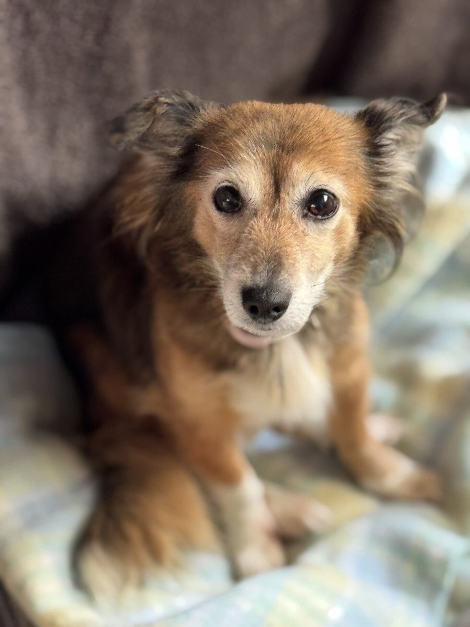 Socks - Pomeranian X available for adoption at Monika's Doggie Rescue in Calgary
