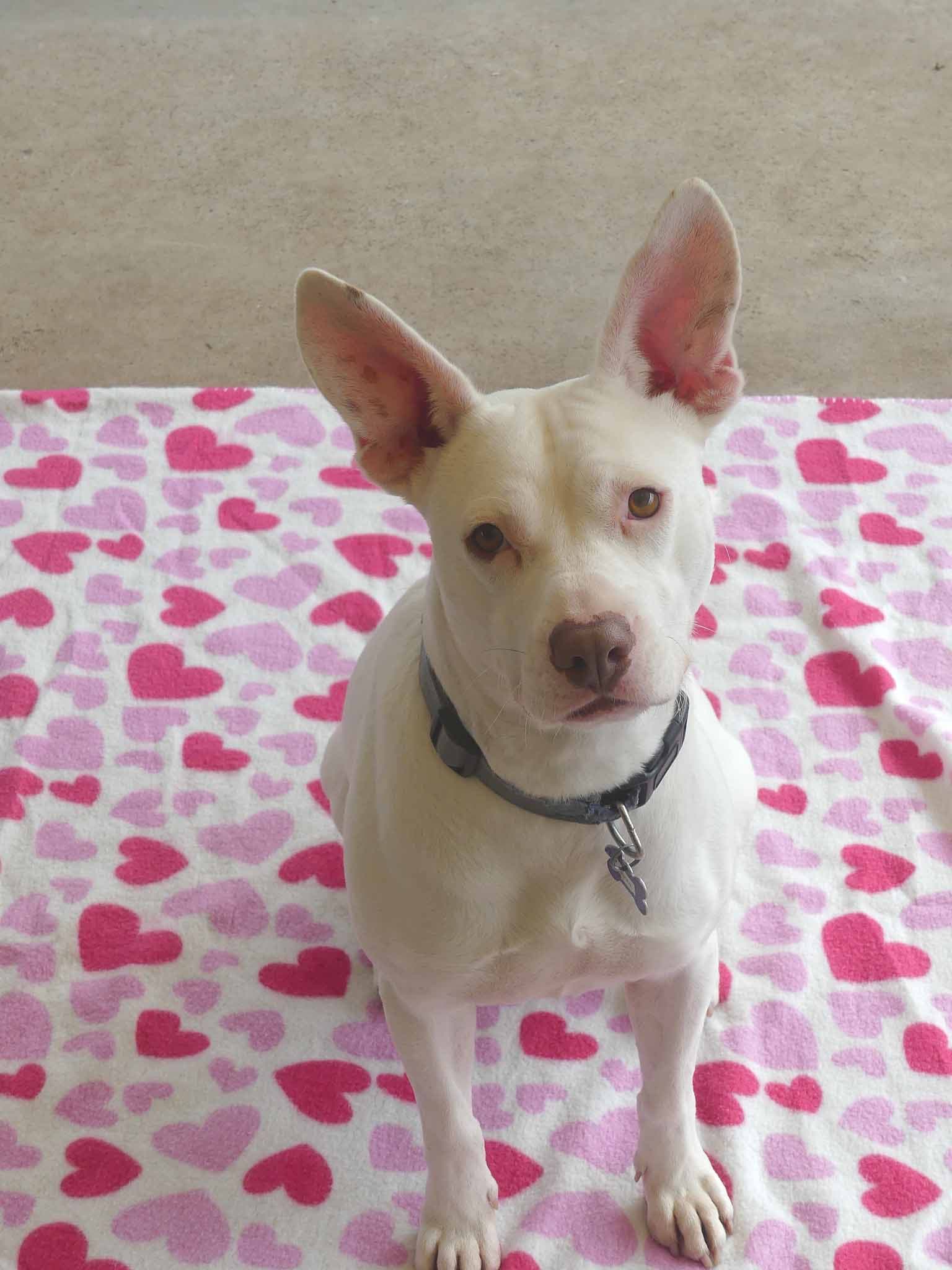 Sabrina - Staffy X Whippet available for adoption at Monika's Doggie Rescue in Sydney