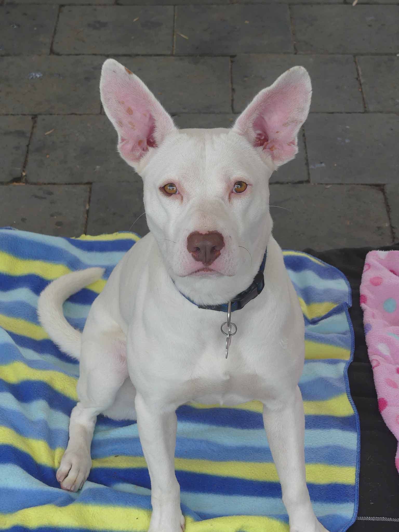 Sabrina - Staffy X Whippet available for adoption at Monika's Doggie Rescue in Calgary