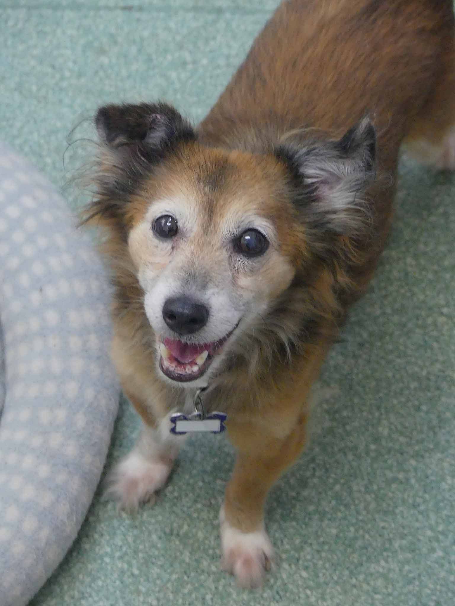 Socks - Pomeranian X available for adoption at Monika's Doggie Rescue in Sydney