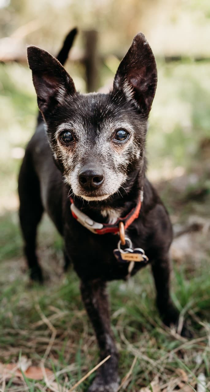 Joey - Chihuahua X Miniature Fox Terrier available for adoption at Monika's Doggie Rescue in Calgary
